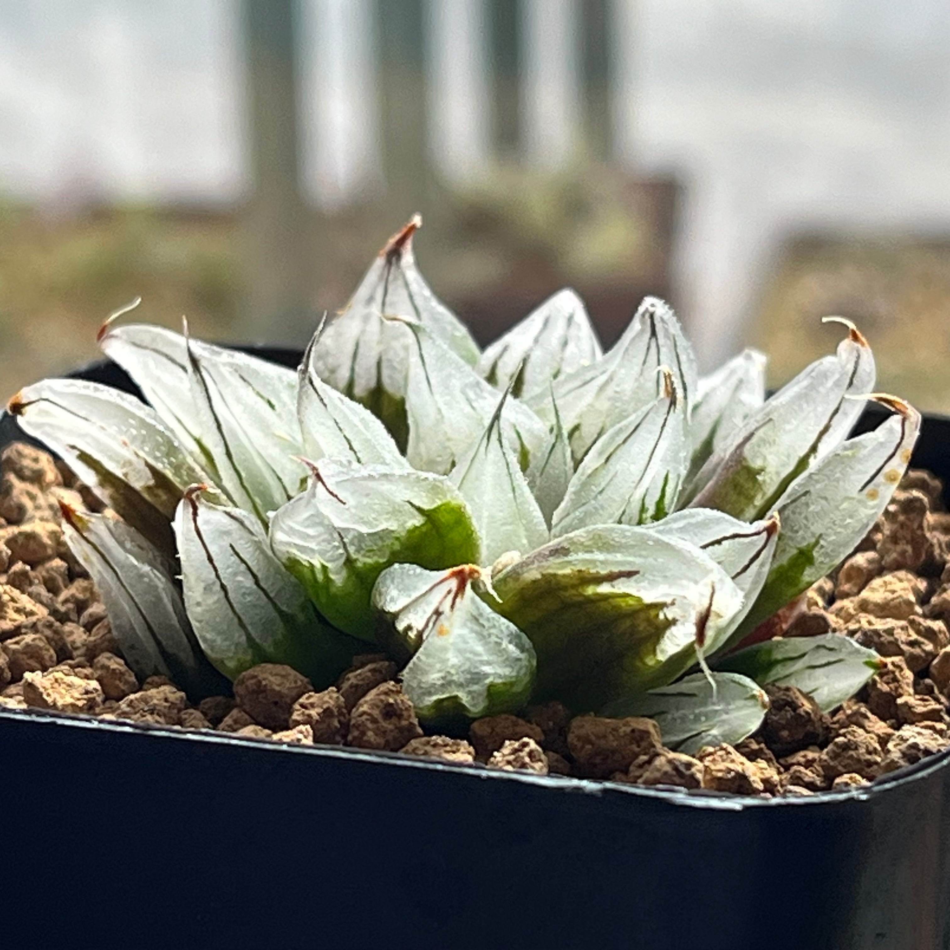 ハオルチア 白ミュータント | mocono_plants