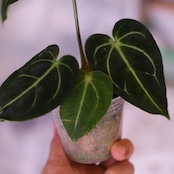 アンスリウム・レガレ / Anthurium Regale㉑│観葉植物