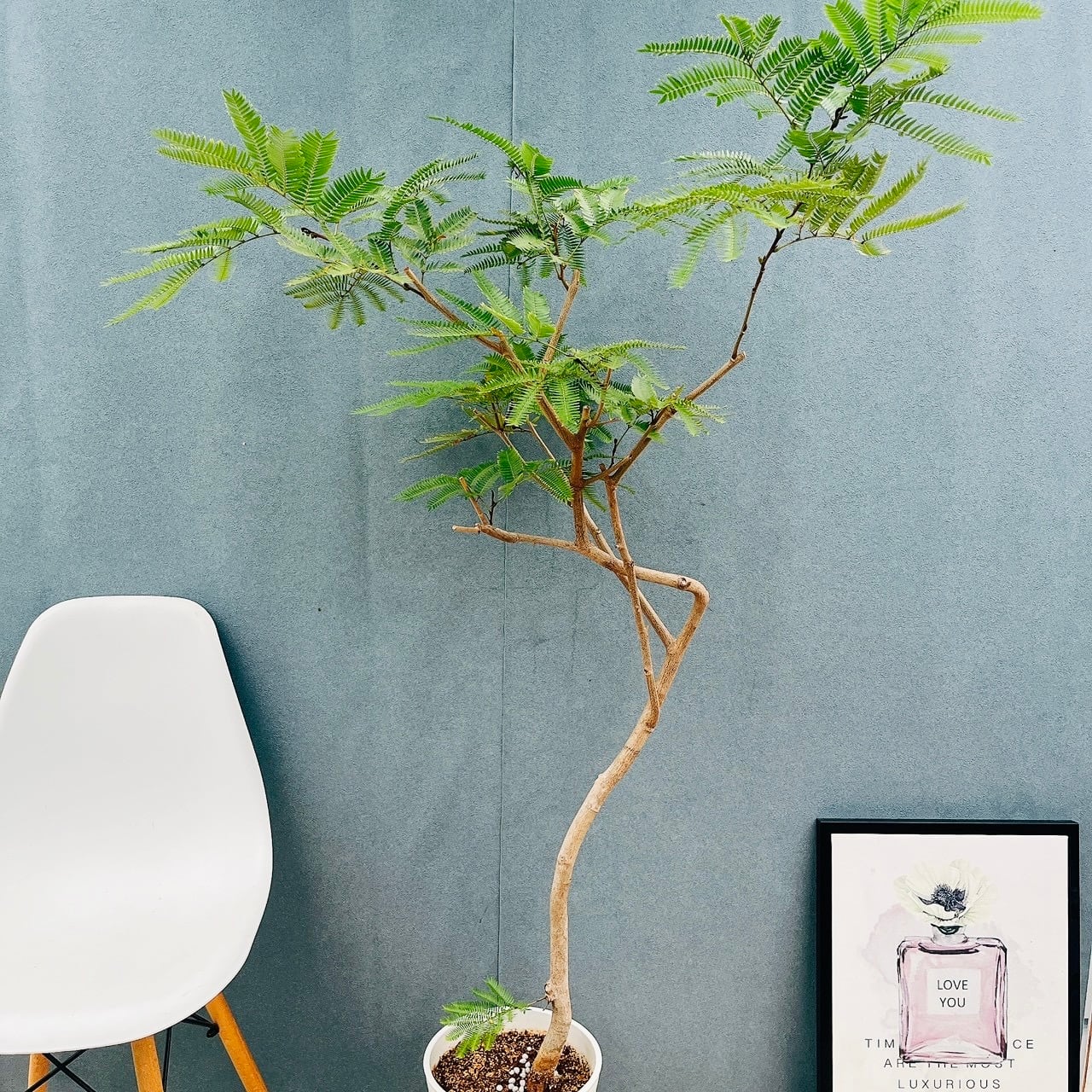 現品］5番 エバーフレッシュ 曲がり 8号 観葉植物 室内 大型 人気
