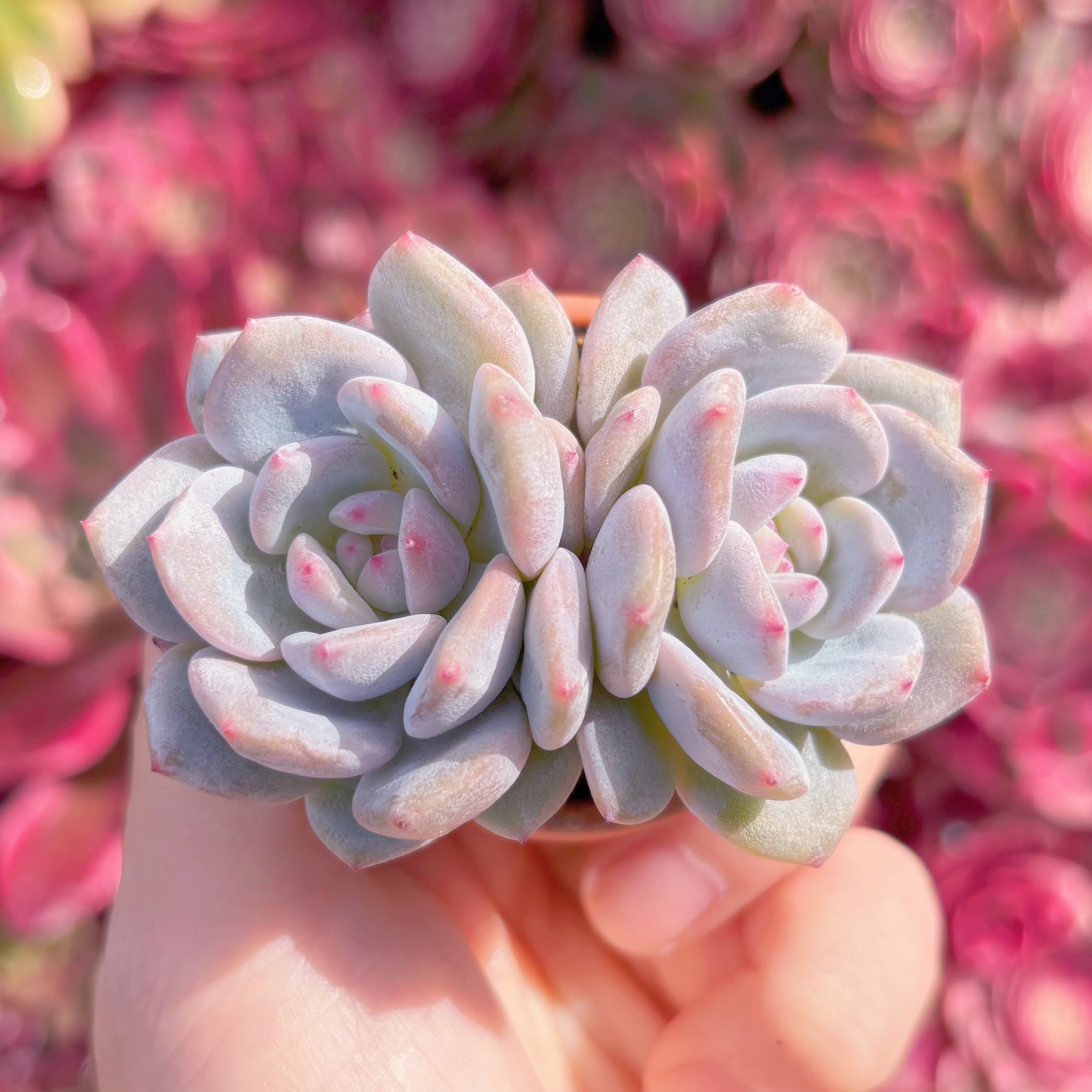 多肉植物　玉芙蓉　新入荷　るる農園