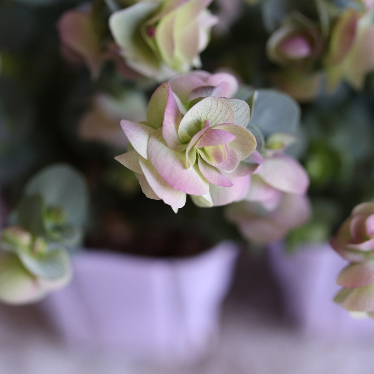 mondimanche　ハーブ　オレガノ　ケントビューティー｜優しいピンクXグリーンのお花　丈夫　寄せ植えをオシャレにする