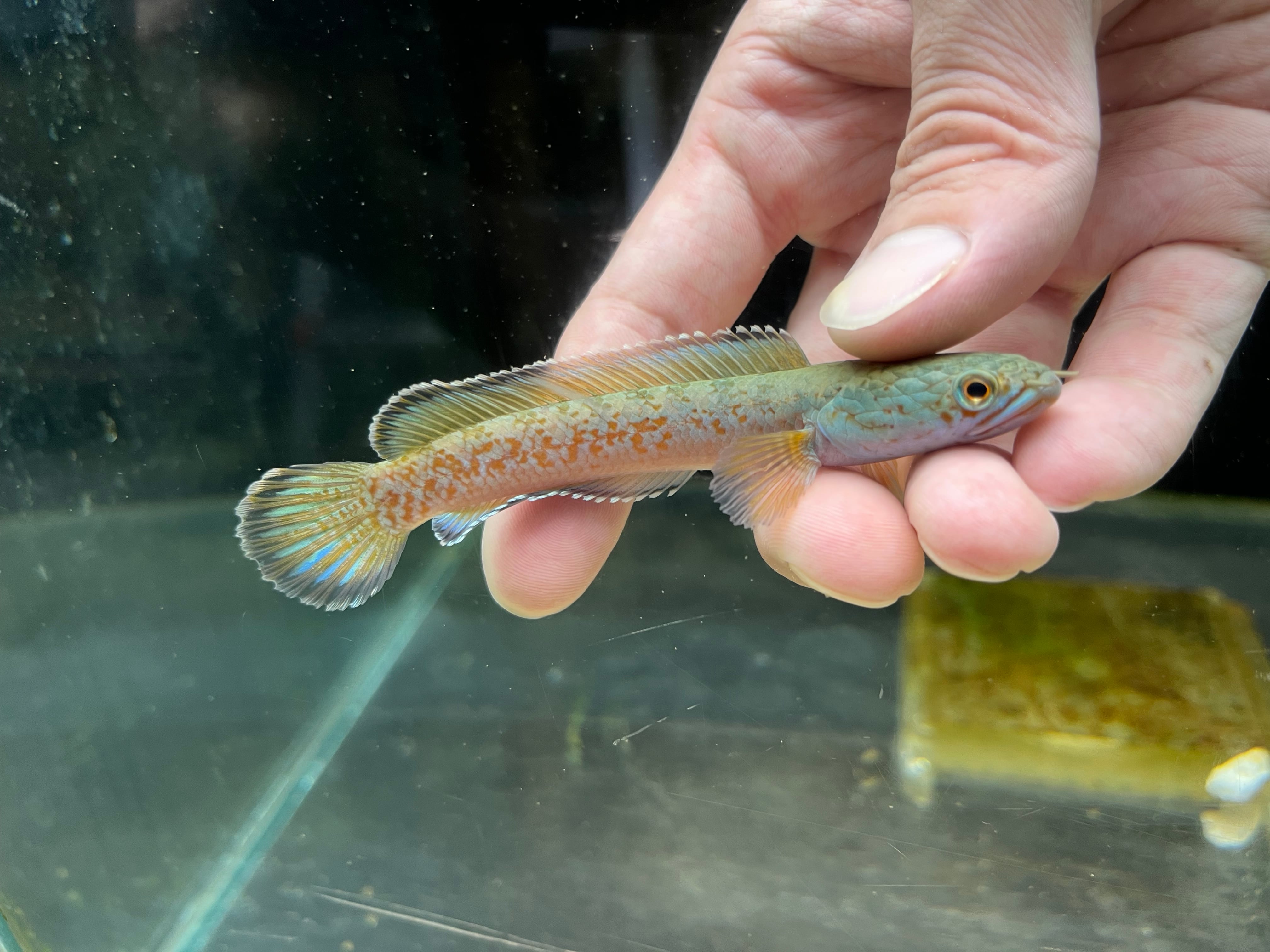 特価！シンガポール直輸入便WILDチャンナプルクラXL22cm± NO8 | アクア