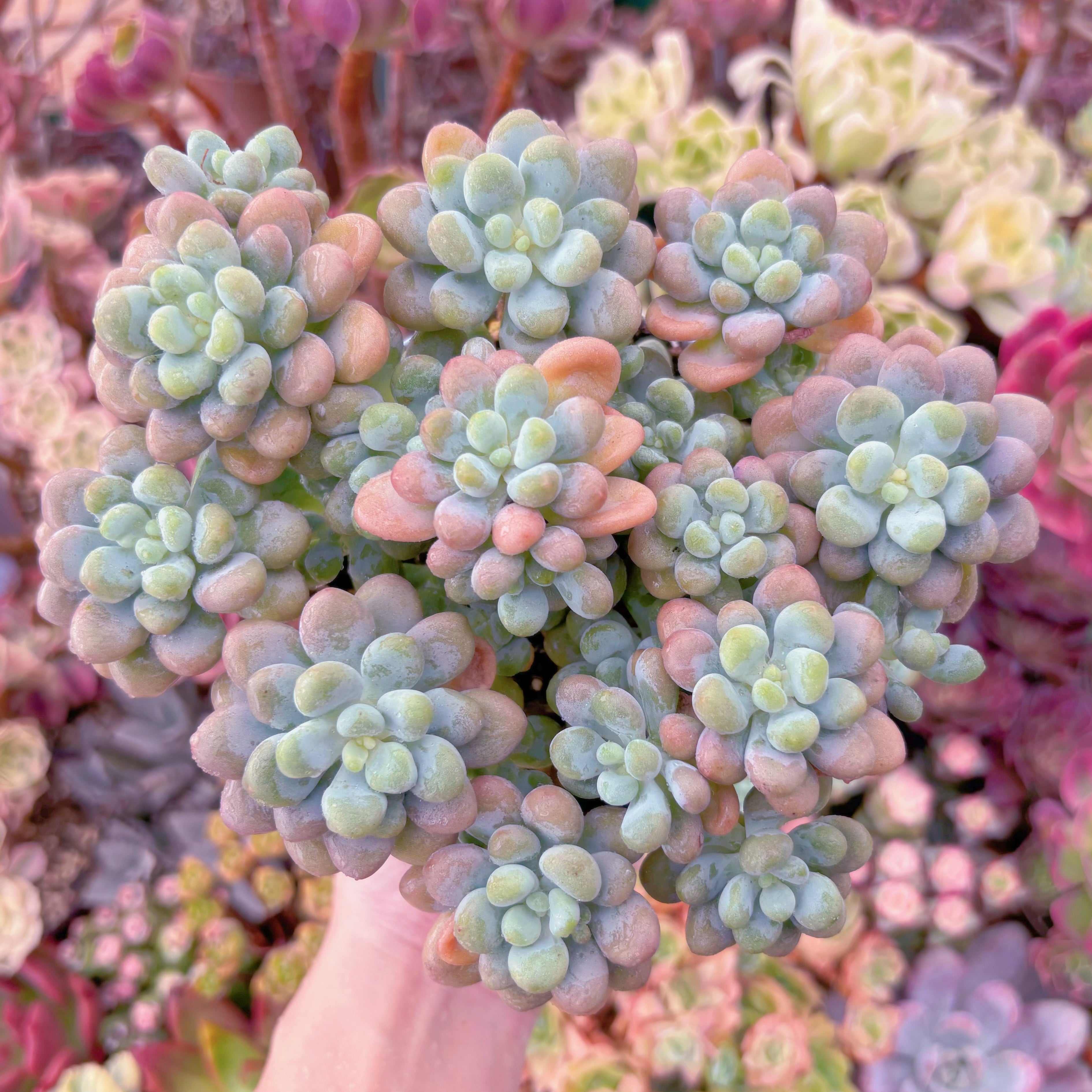 現品　マカロンxロココ#201　大群生　るる農園