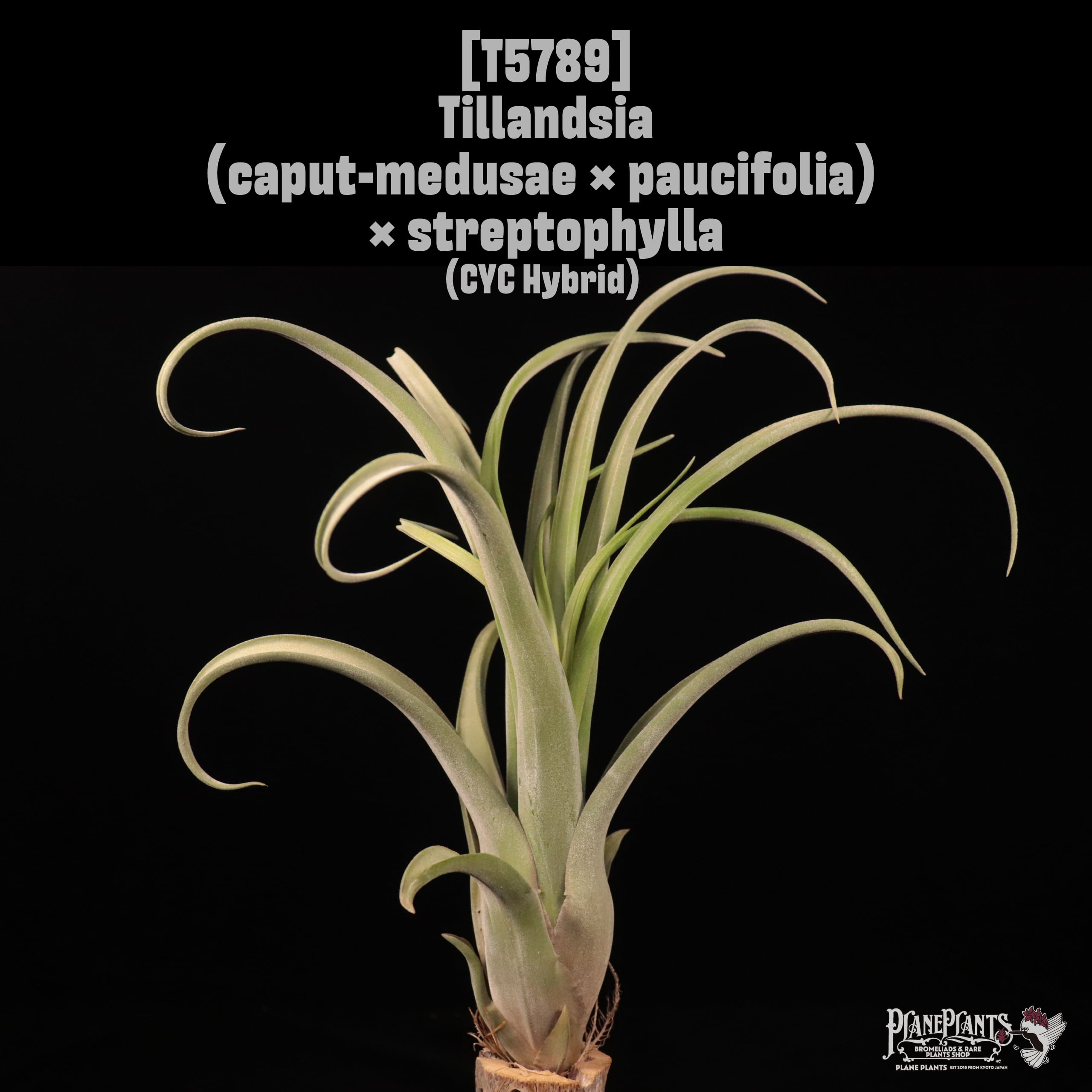 【reserved】Tillandsia (caput-medusae × paucifolia) × streptophylla〔ティランジア〕T5789