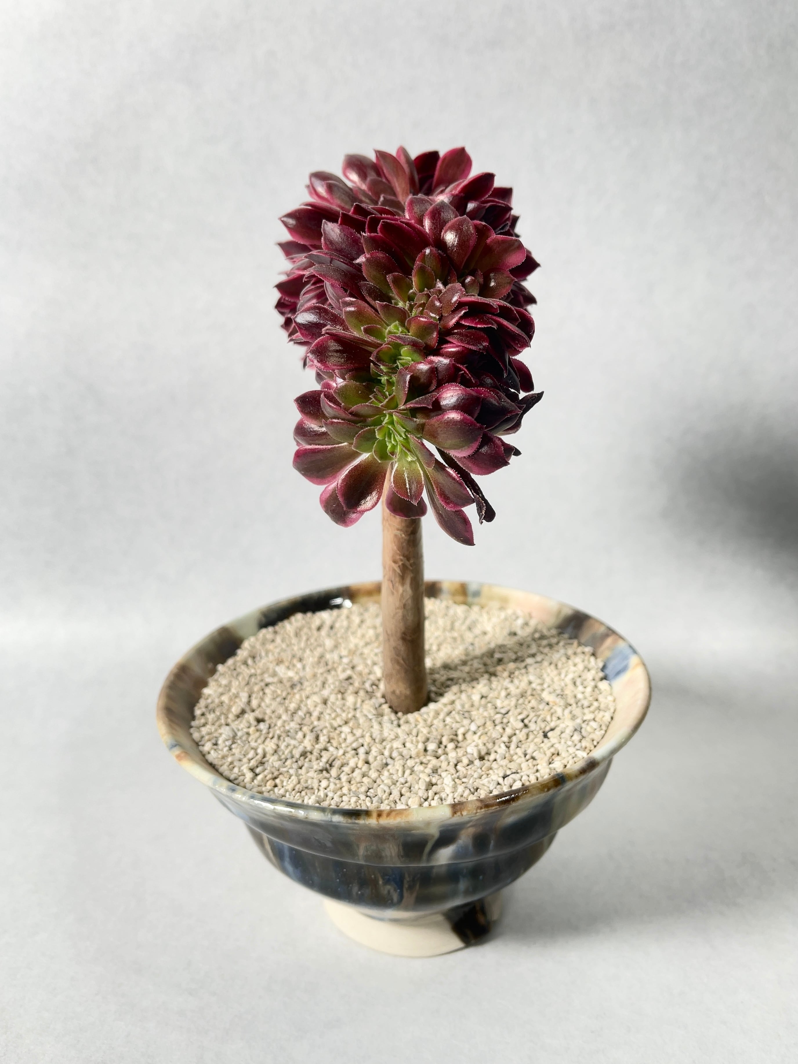 アエオニウム・メデューサ綴化 | trigger