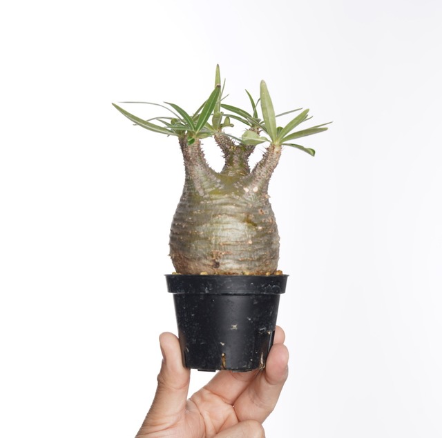 パキポディウム グラキリス no.5〈発根済み〉