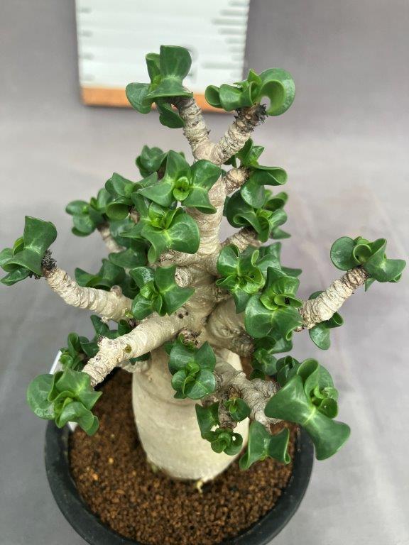 アデニウム　大株 a9f39fc04ef2889401de02f19e22ca