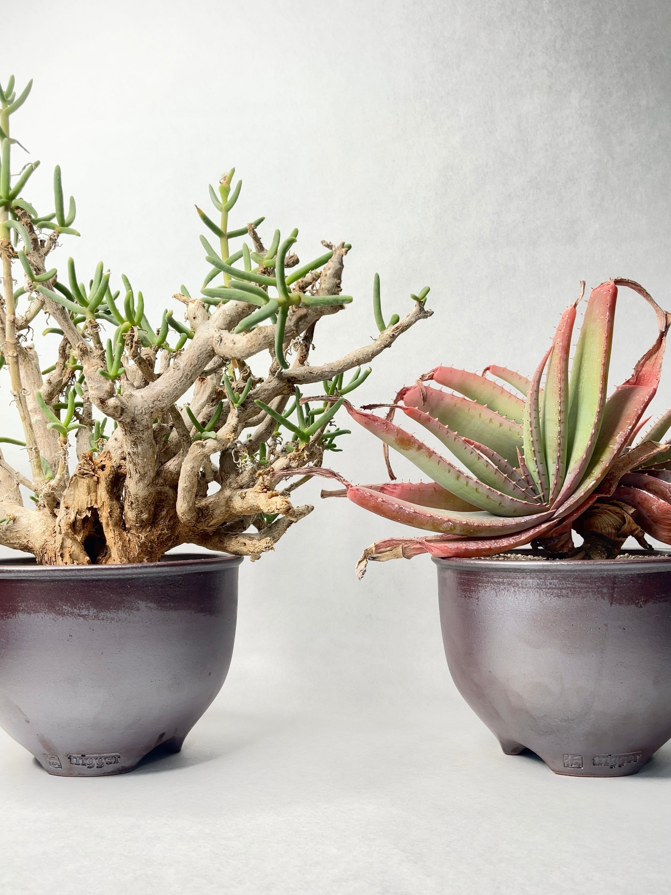 アロエ・スプラフォリアータ | trigger