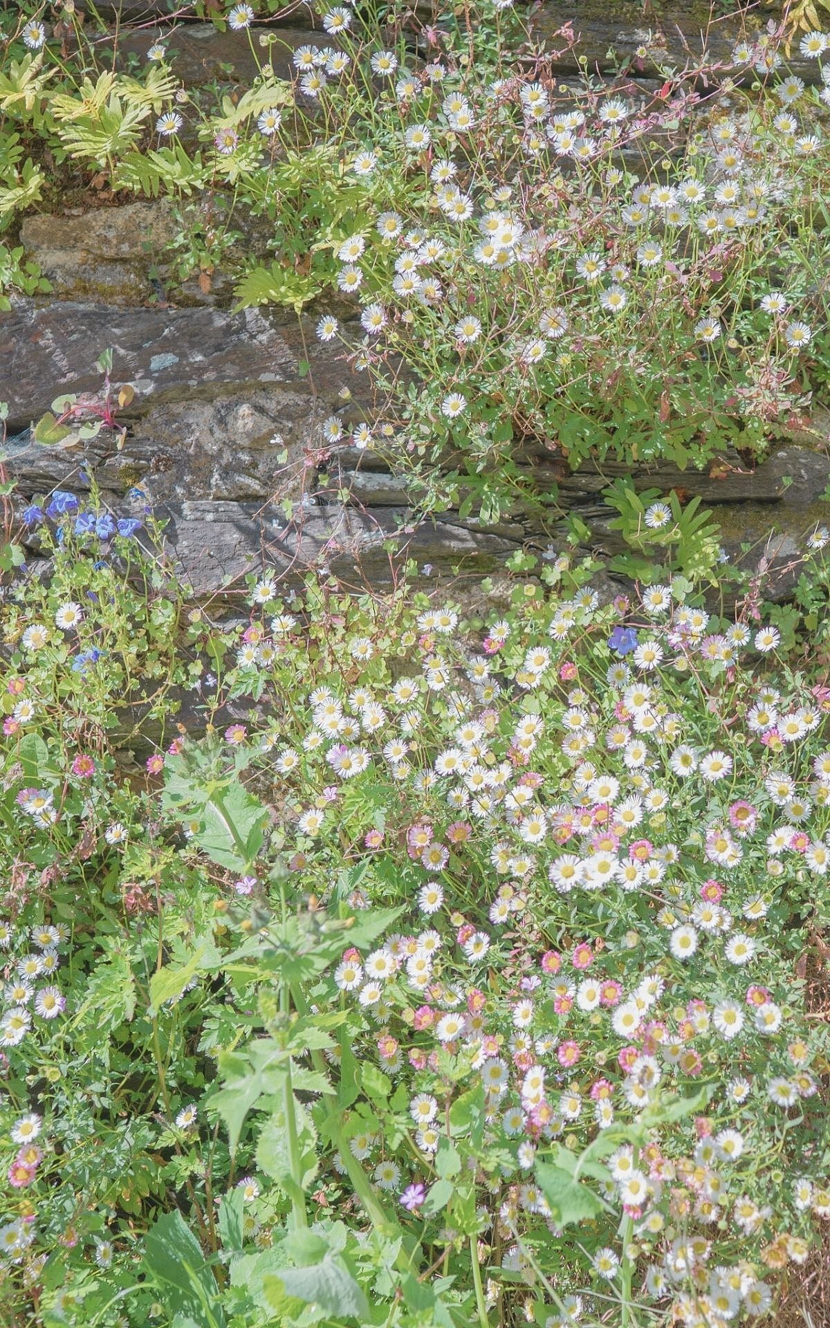 Sous le Ciel de Bretagne - ブルターニュの空の下で