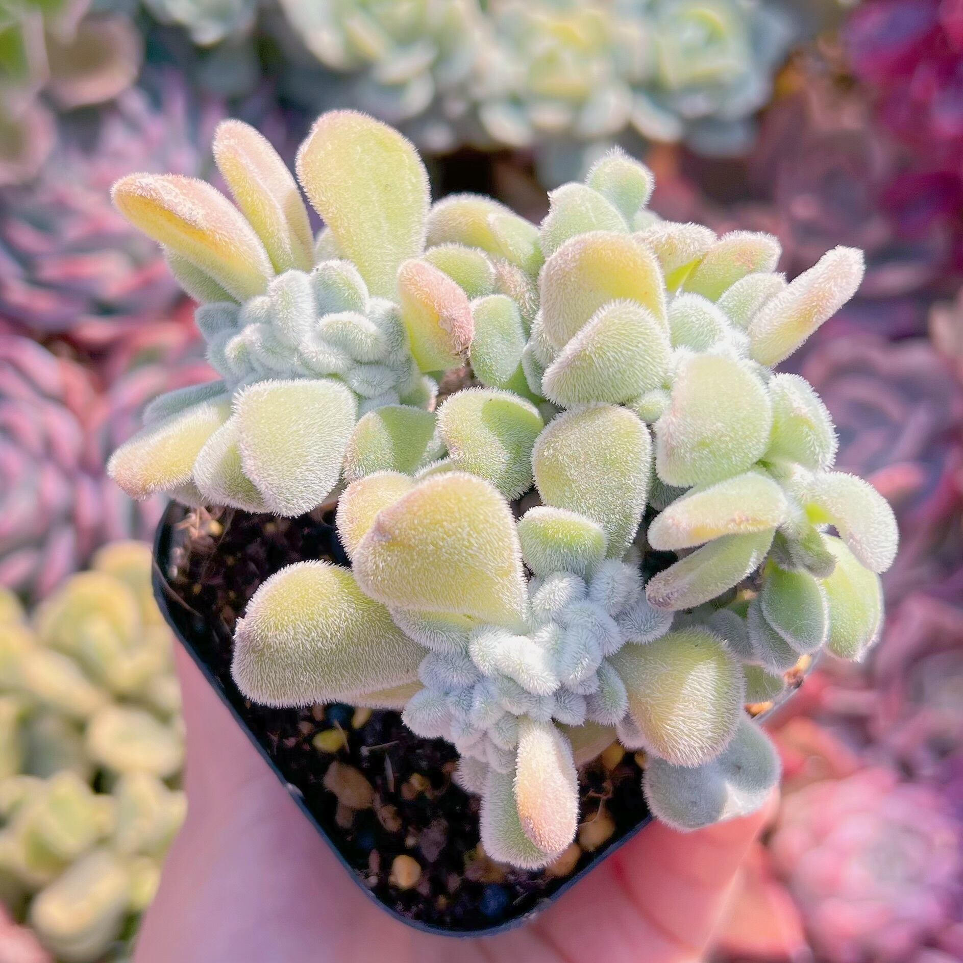 現品　雪錦星#927　るる農園