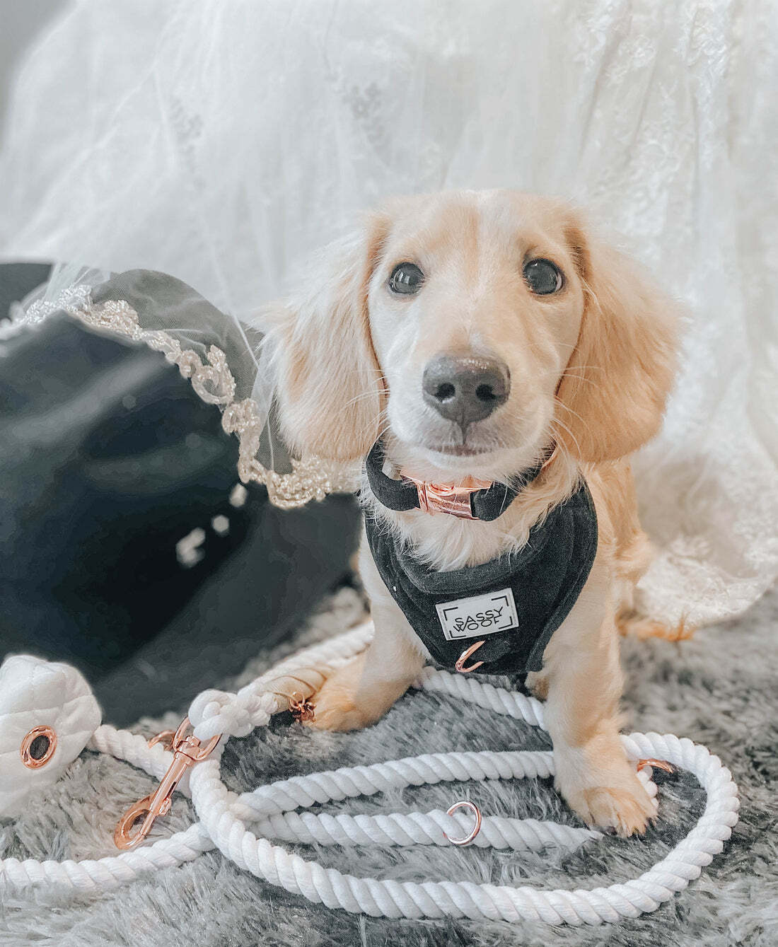 SASSY WOOF | ペット用品 ココアンドルカ BASE店