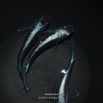 Black miyuki - 黒幹之メダカ稚魚 10匹 thumbnail 2