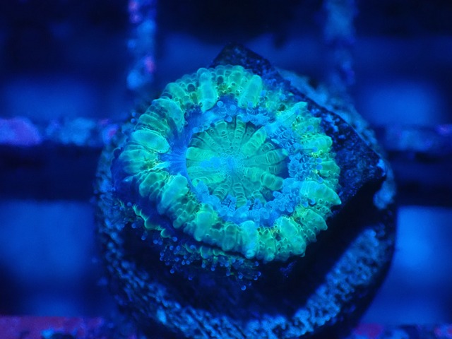 Loadhowensis Baby  "Green" 42