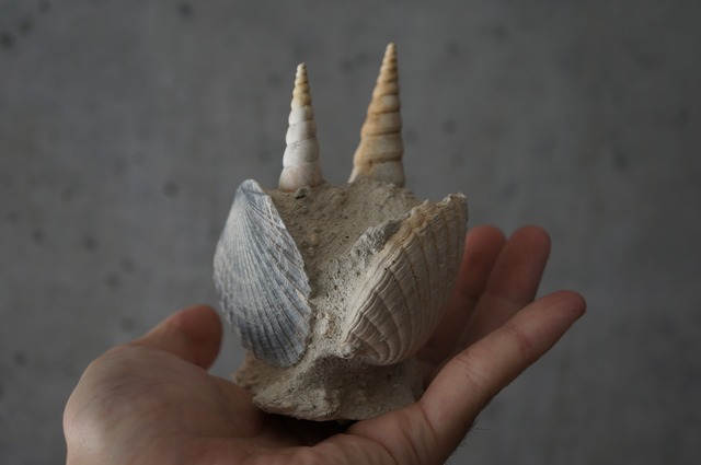 フランス産巻貝/二枚貝化石 Gastropod Fossil 2425