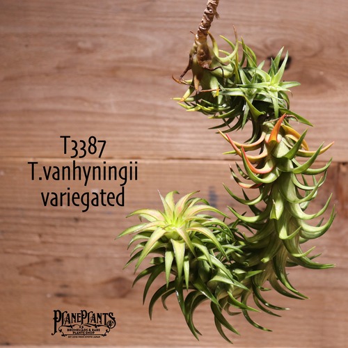 【送料無料】vanhyningii variegated〔エアプランツ〕現品発送T3387