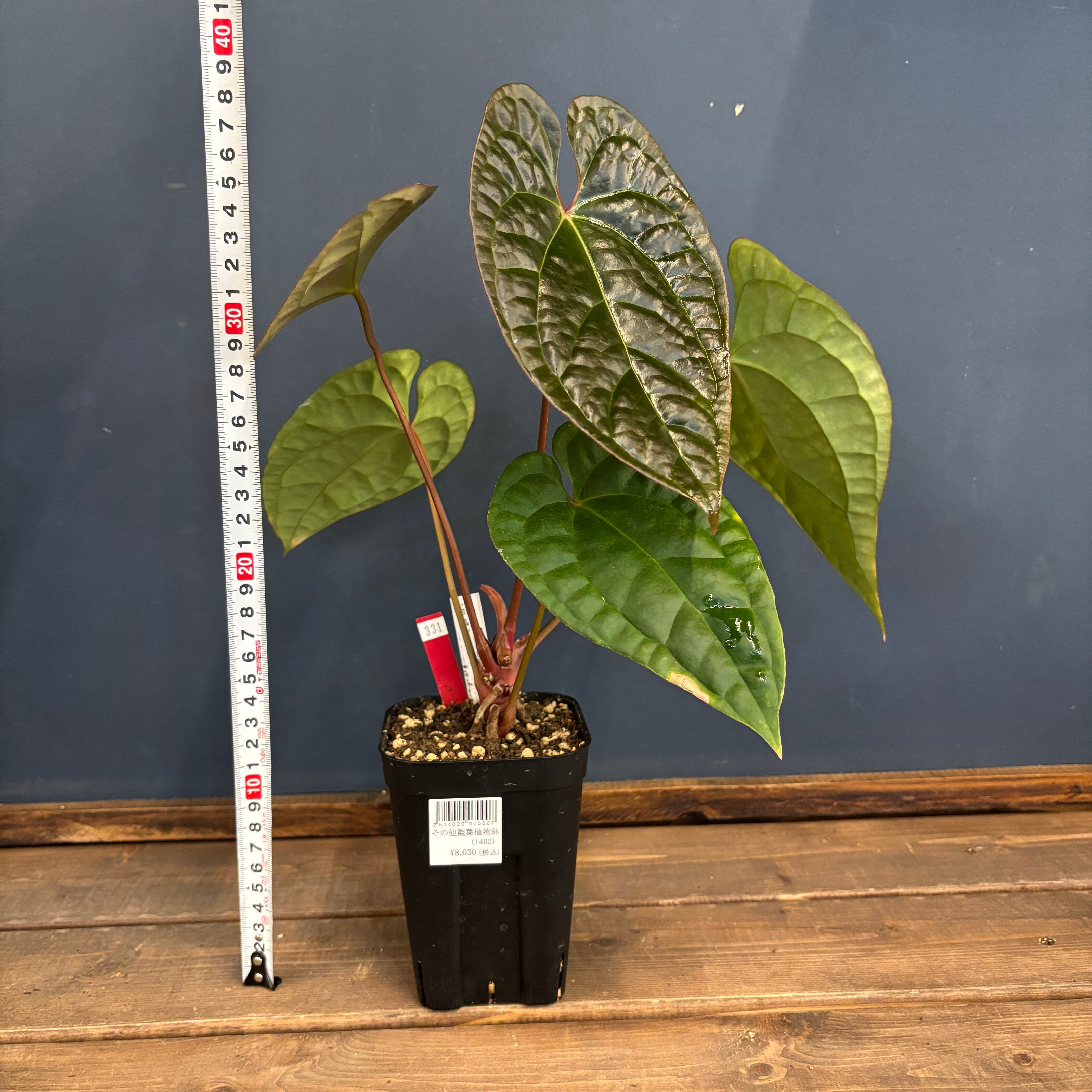 その他観葉植物 Anthurium besseae red アンスリウム luxurians(red) × sp. aff. besseae【331】 | PROTOLEAF