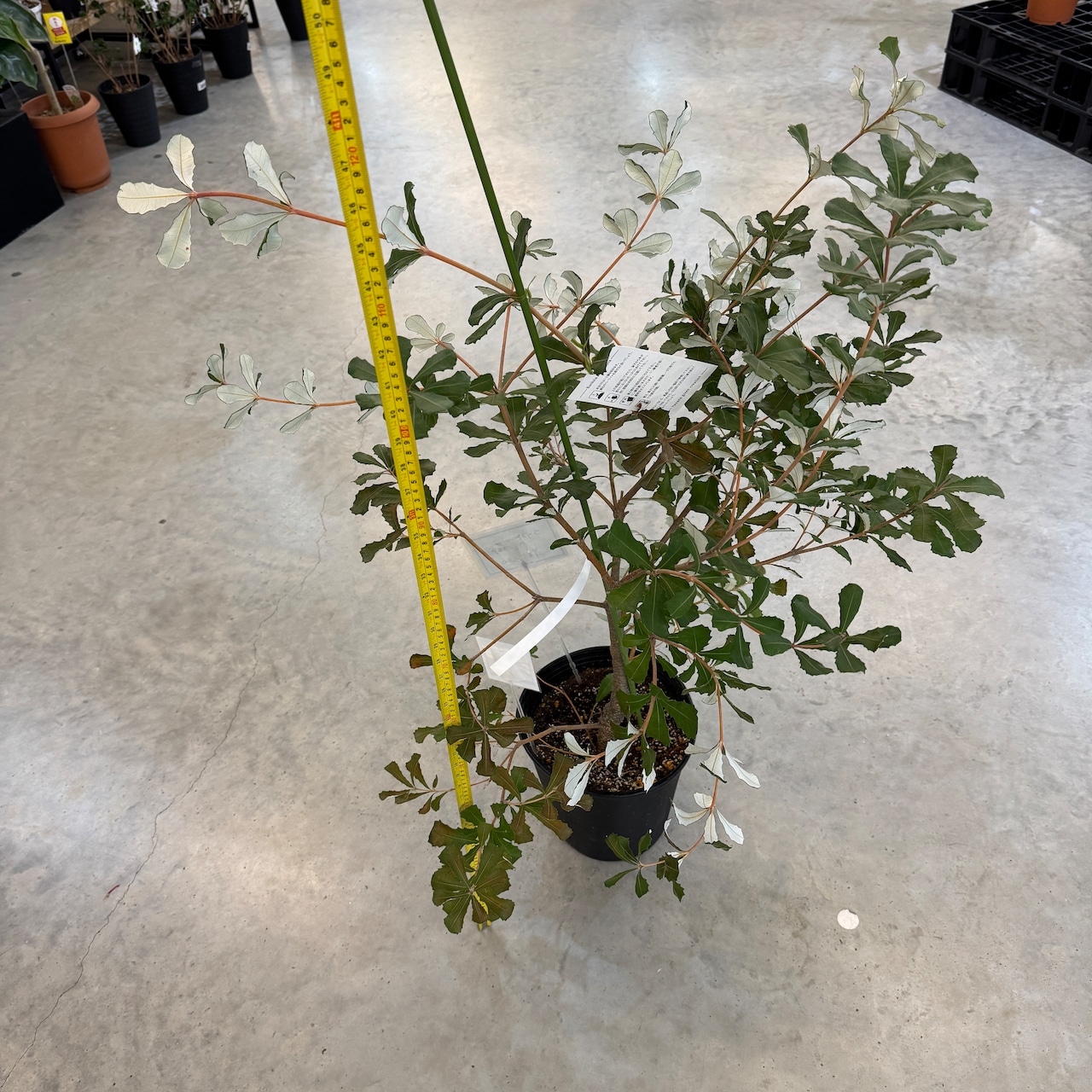 コースト バンクシア【1011】