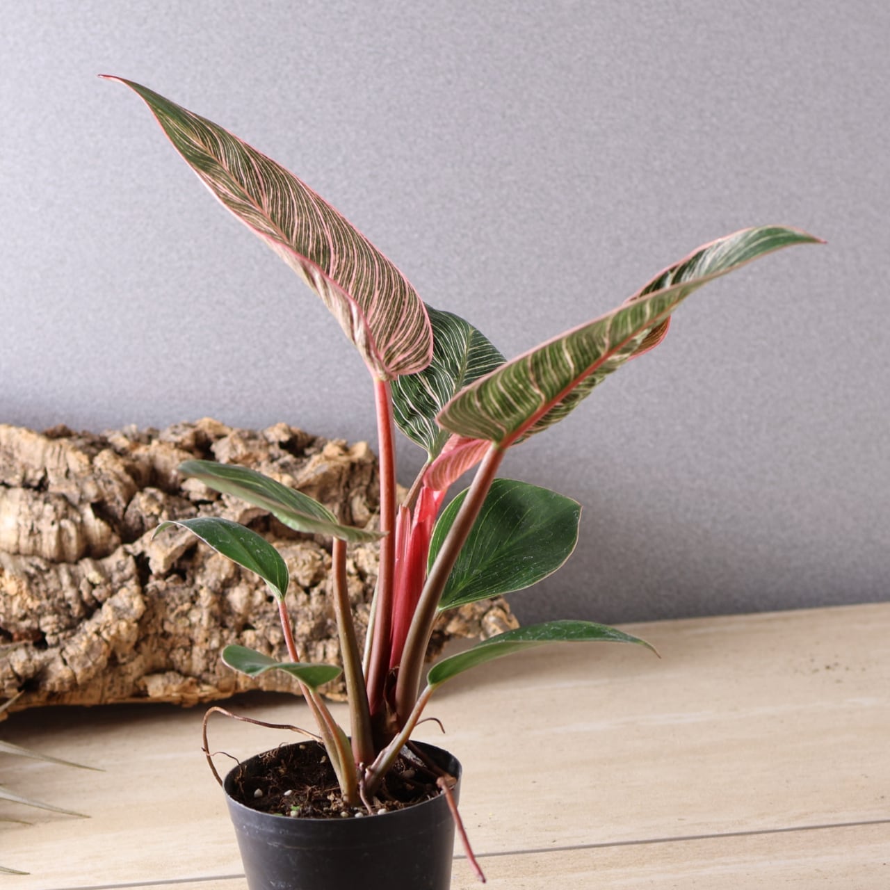 植物 希少 ハーフムーン‼️ レアなフィロデンドロン バーキン 美株