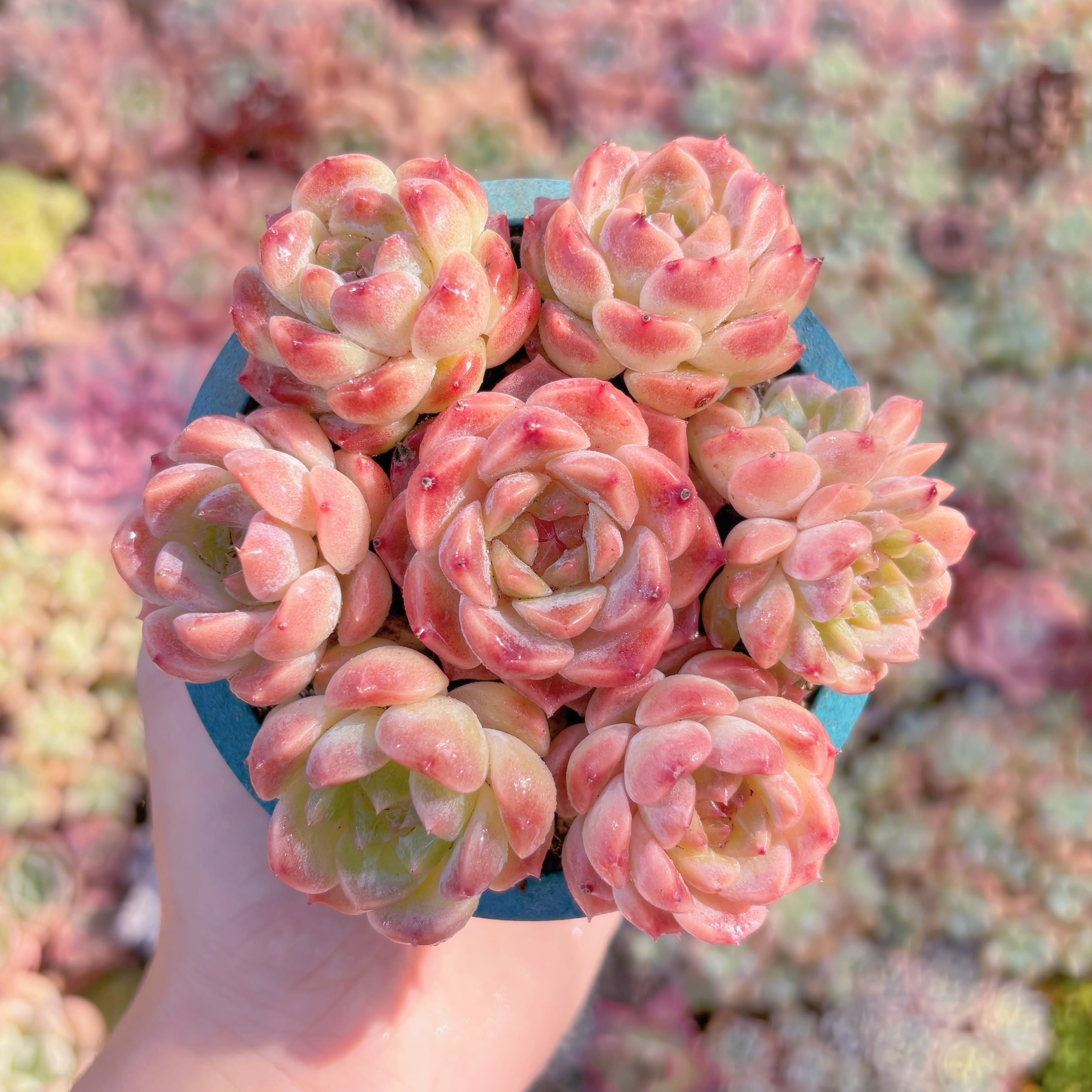 多肉植物　氷魄(7苗)　新入荷　るる農園