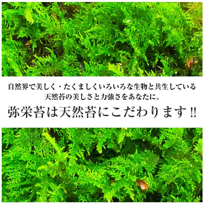 天然シノブゴケ 1パック分 | 弥栄苔 本店