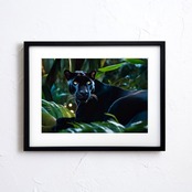 Nocturnal Panther|漆黒に潜む黒豹のフォトアートポスター|野性と静寂が共存するラグジュアリーな一枚|A4ポスター