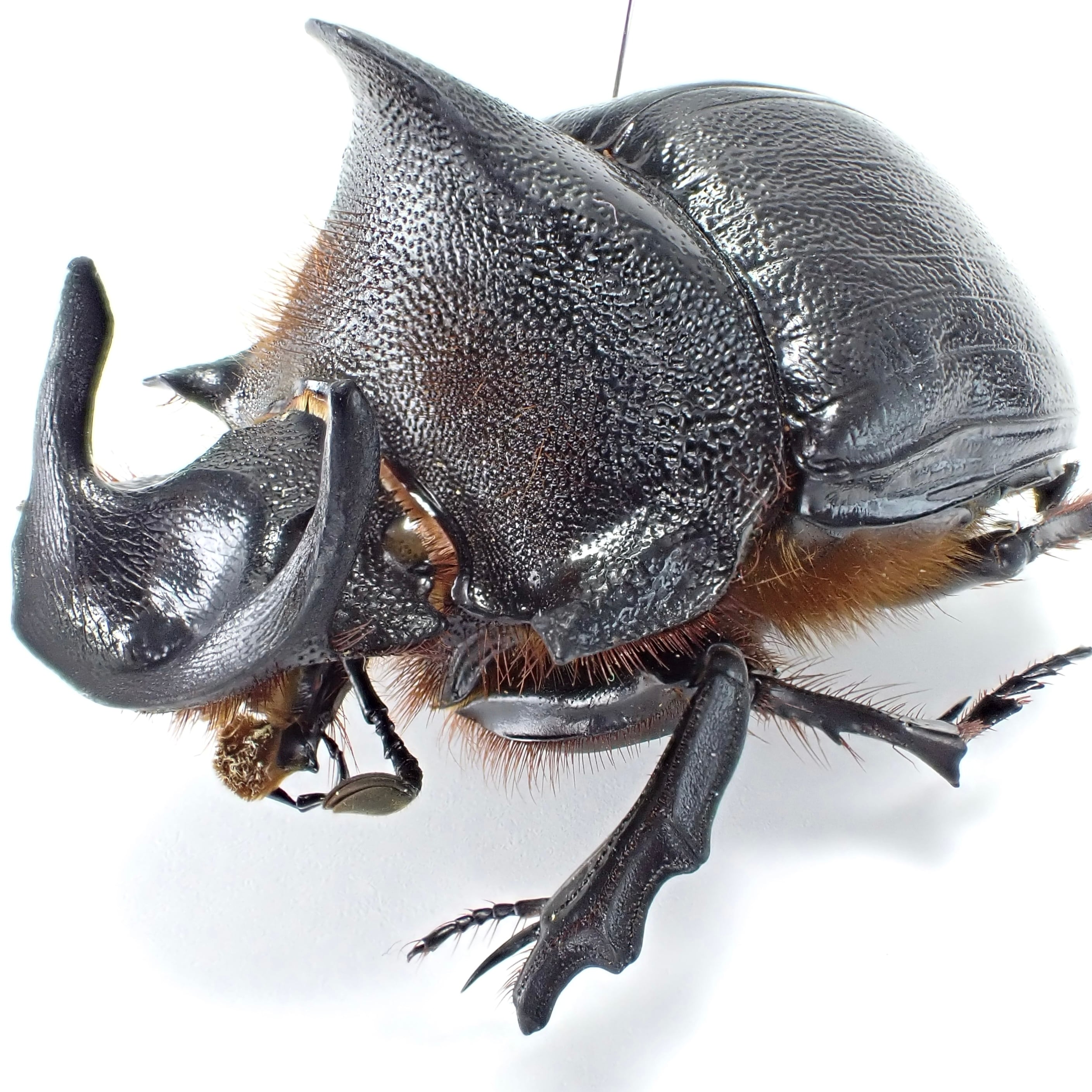 タンザニア産 Heliocopris andersoni ♂ 46mm | 昆虫標本 Diggers