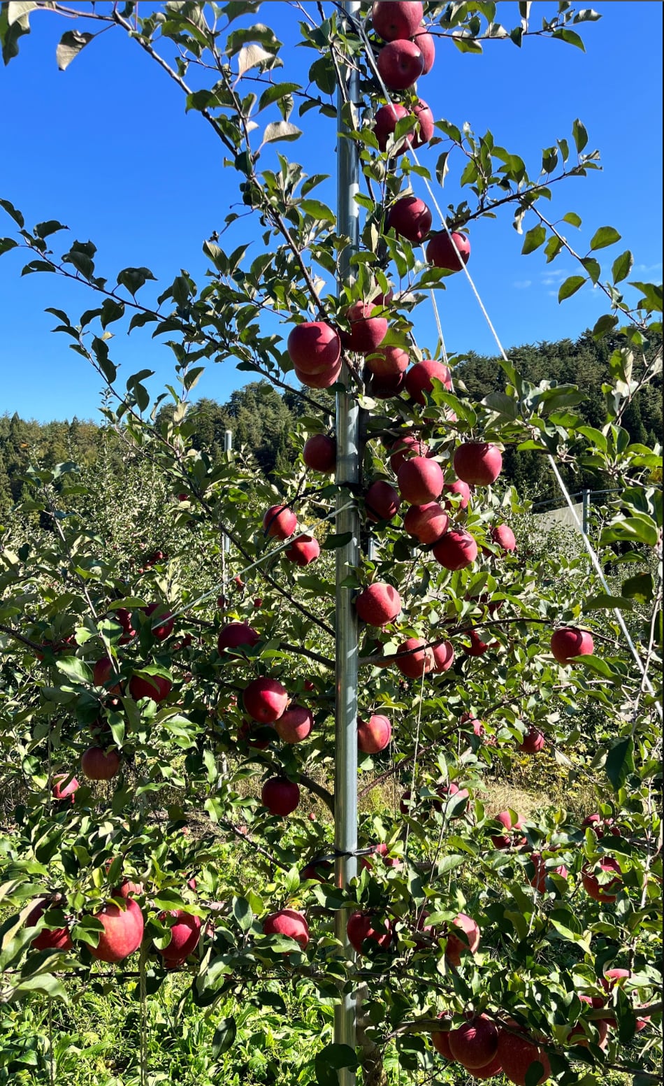 シナノゴールド＆葉取らずコスモふじ家庭用　2kg