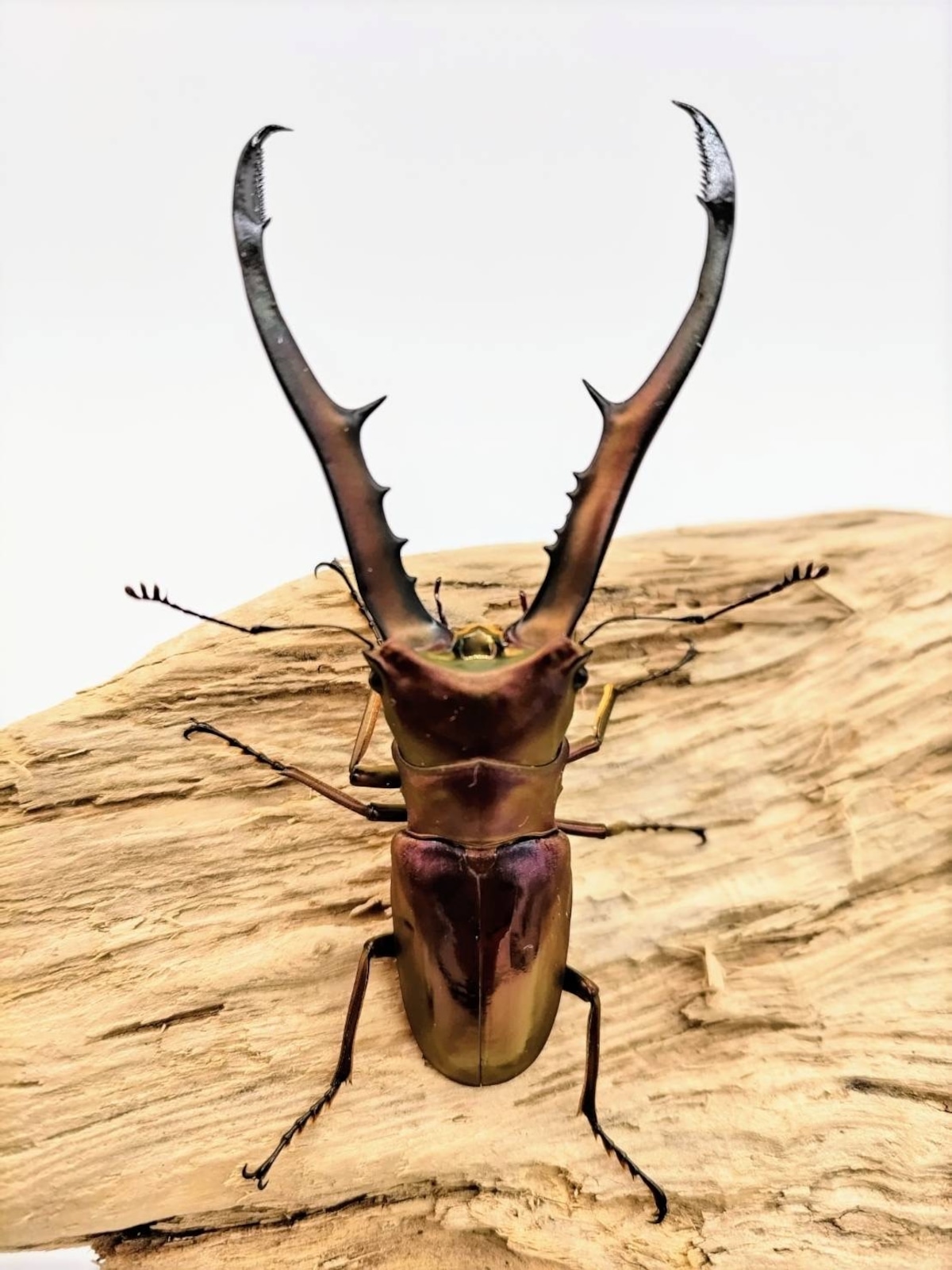 メタリフェルホソアカクワガタ ♂単品 パープル系 子カブト 〜クワガタとカブトムシのオンラインショップ〜