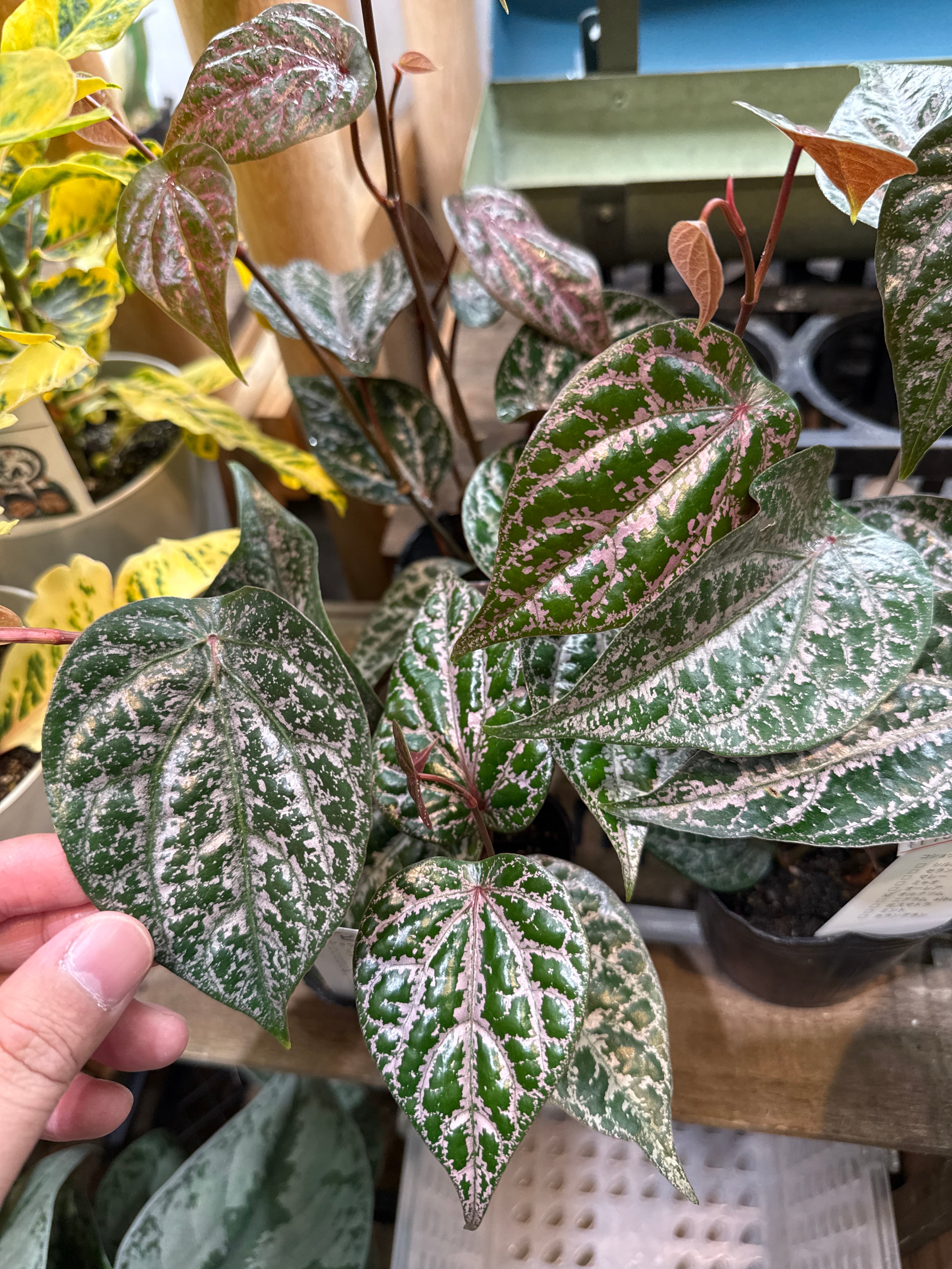 ベゴニア・ペペロミアなど | Gardenえん 【観葉熱帯植物】