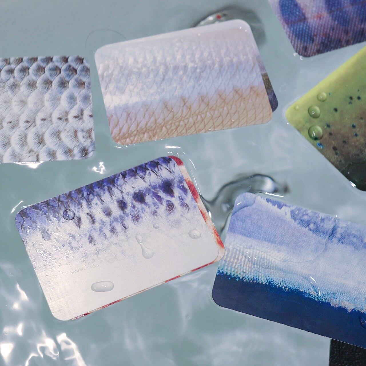模様だけで魚種を当てよう！「さかなかるた」 | CAMP HACK STORE