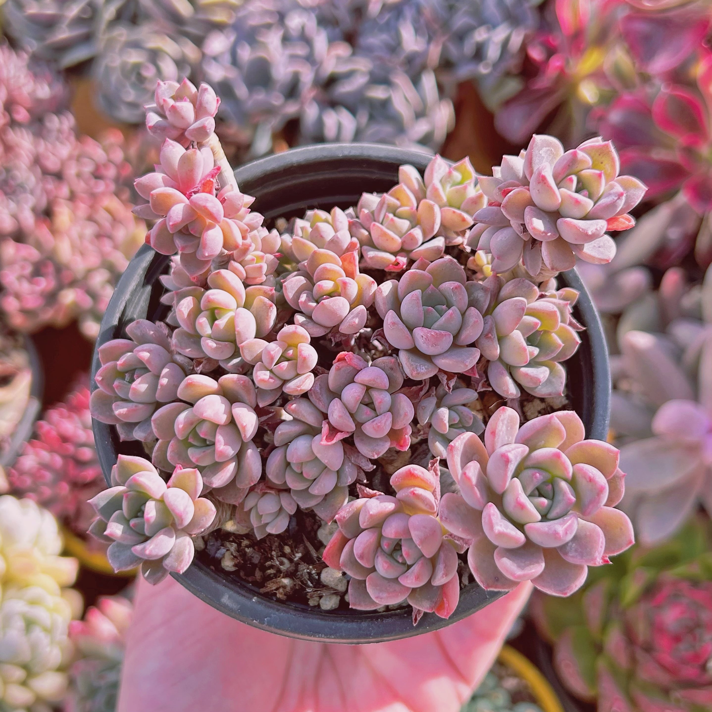 #336現物　多肉植物　ベビードール　抜き苗