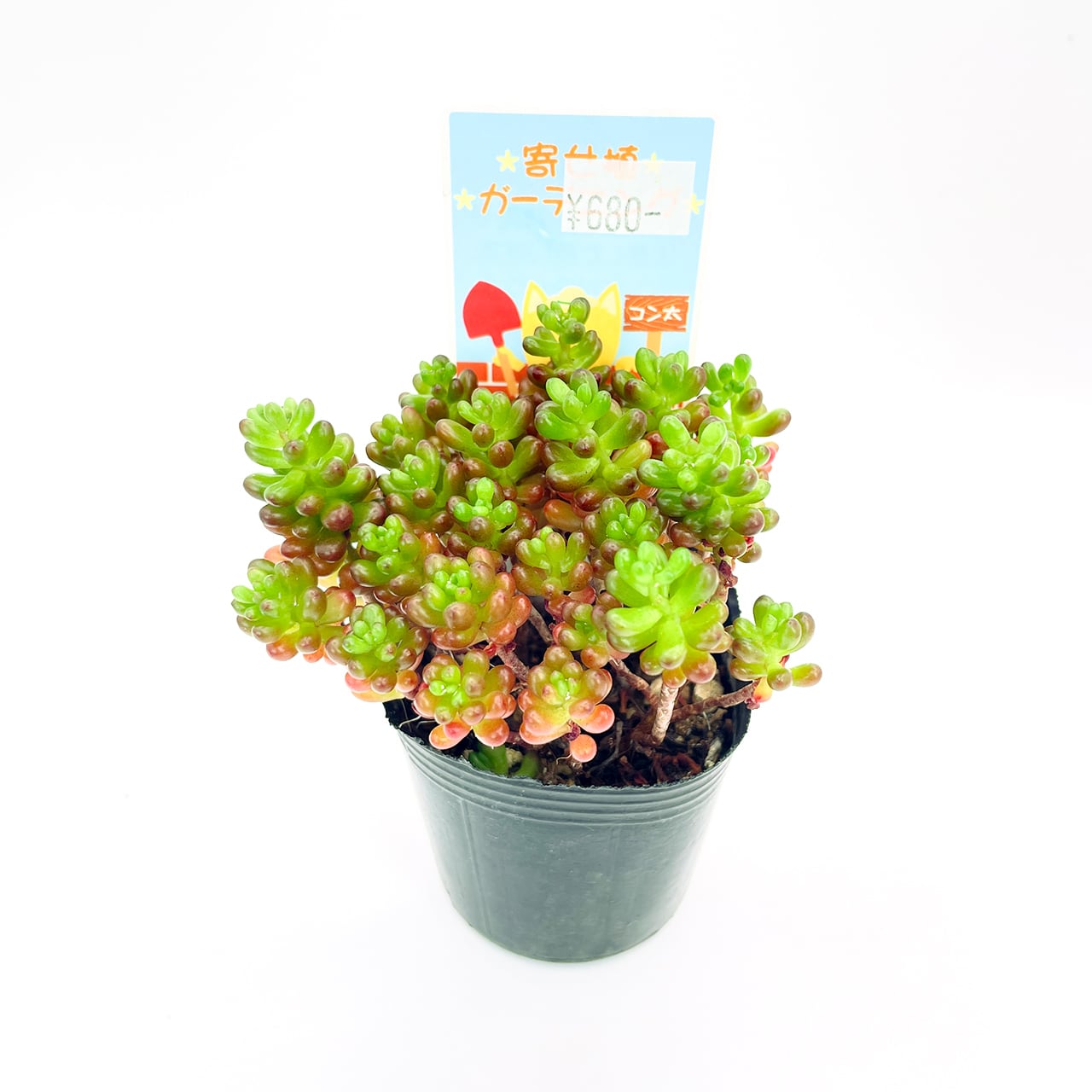 レッドベリー [セダム] 赤いつぶつぶ！2寸 | アトリエnana 多肉植物専門店