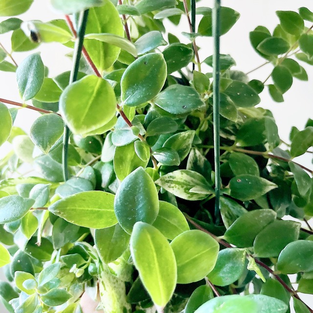 華やかなエスキナンサス ラディカンス 斑入り ハンギング 観葉植物 calm cafe