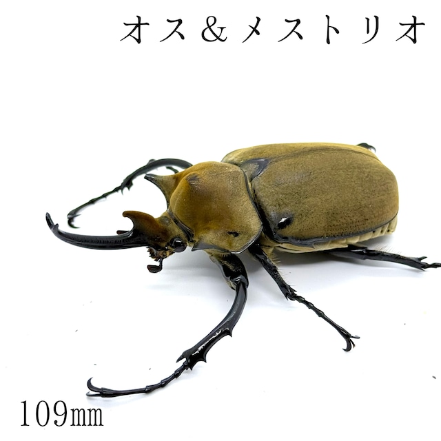 109㎜  / 成虫 / オス＆メストリオ / エレファスゾウカブト