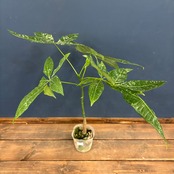 パキラ ミルキーウェイ 実生【783】