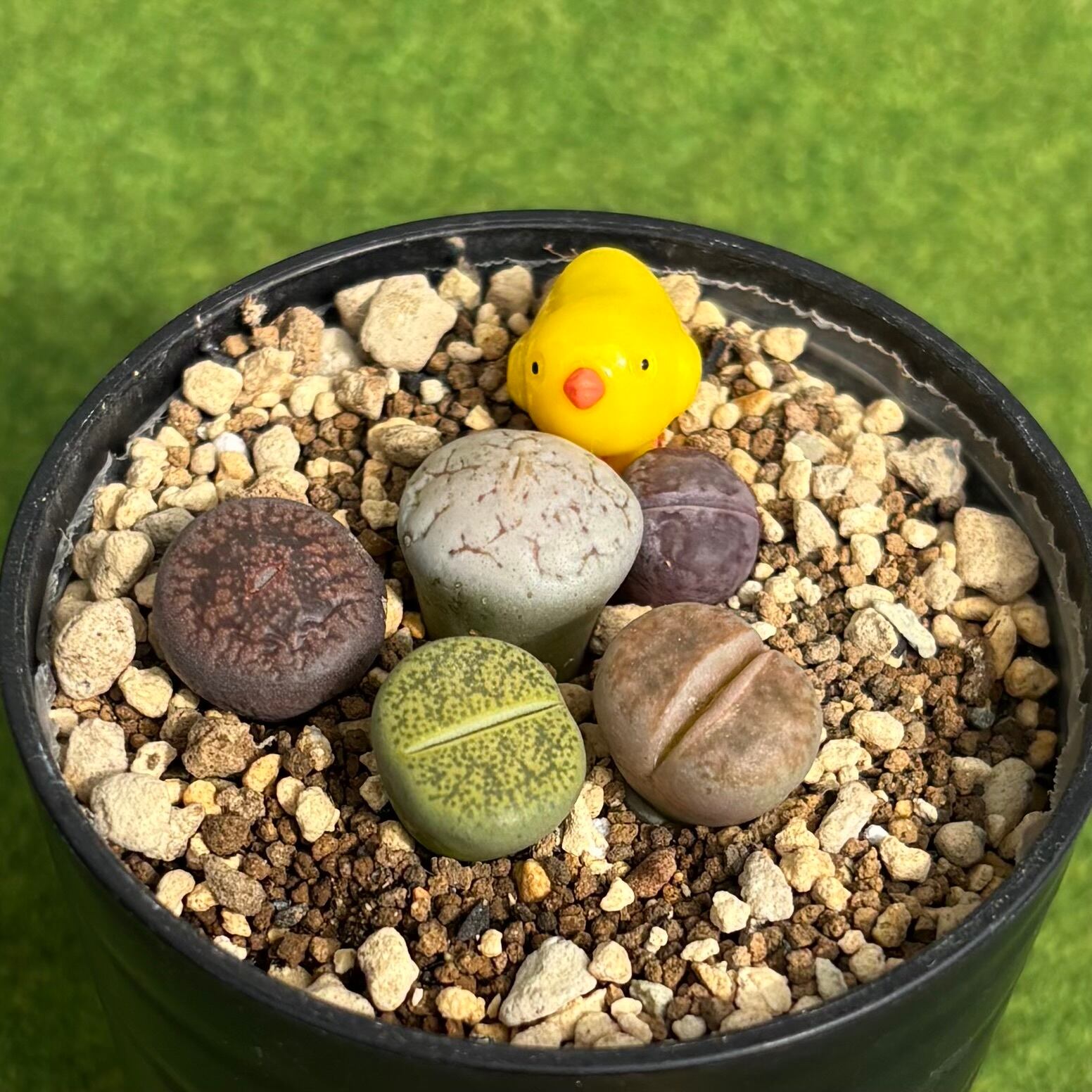 多肉ちゃんセット③ | 多肉植物 豆彦商店