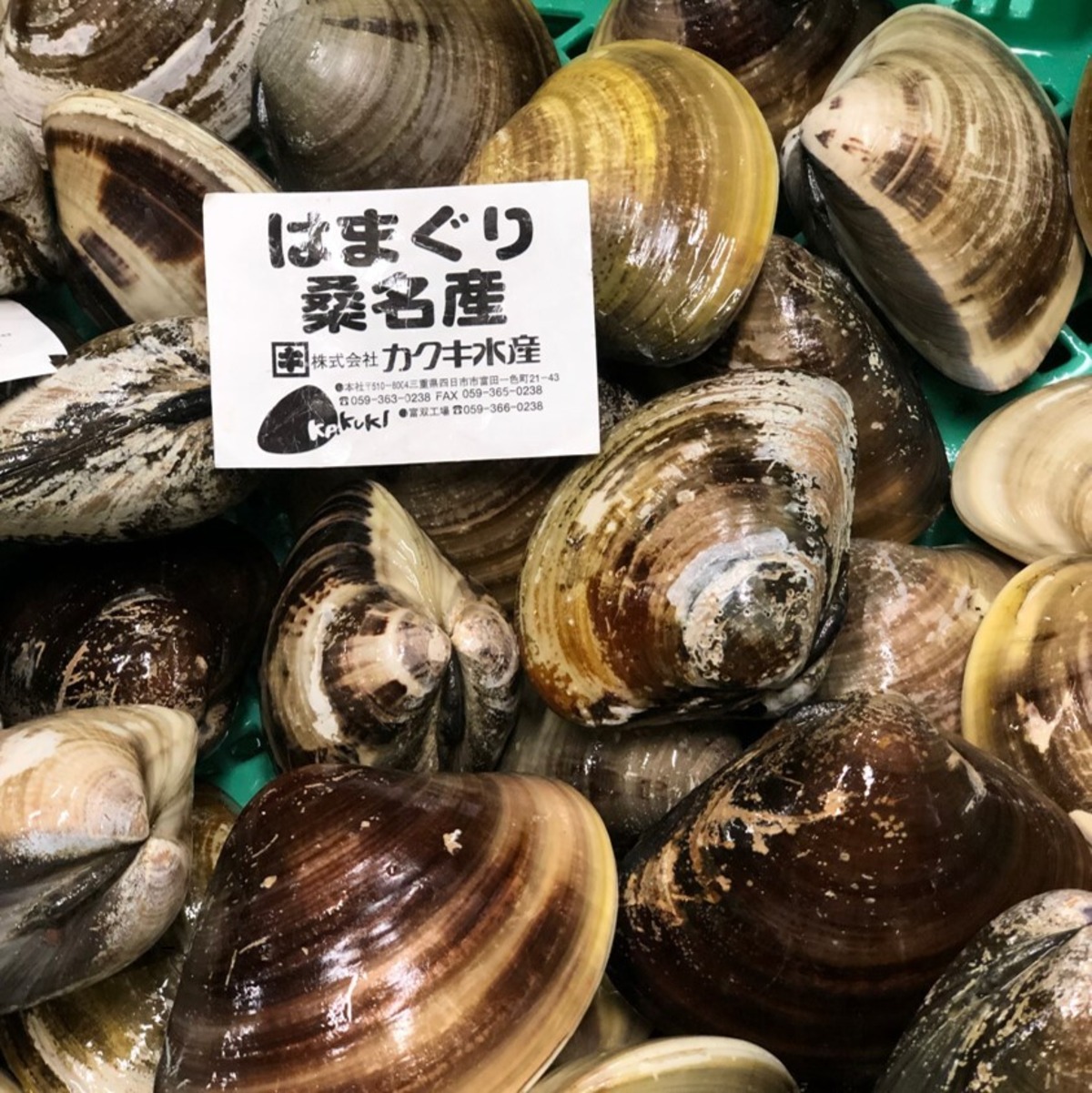 天然 桑名ハマグリ 最高級 蛤 豊洲直送 1キロ（1個約100g）【桑名 