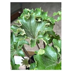Farfugium japonicum