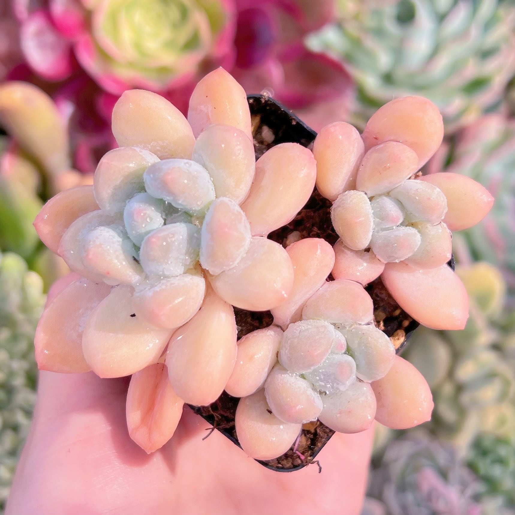 現品　ベビースイート#F223　群生　るる農園