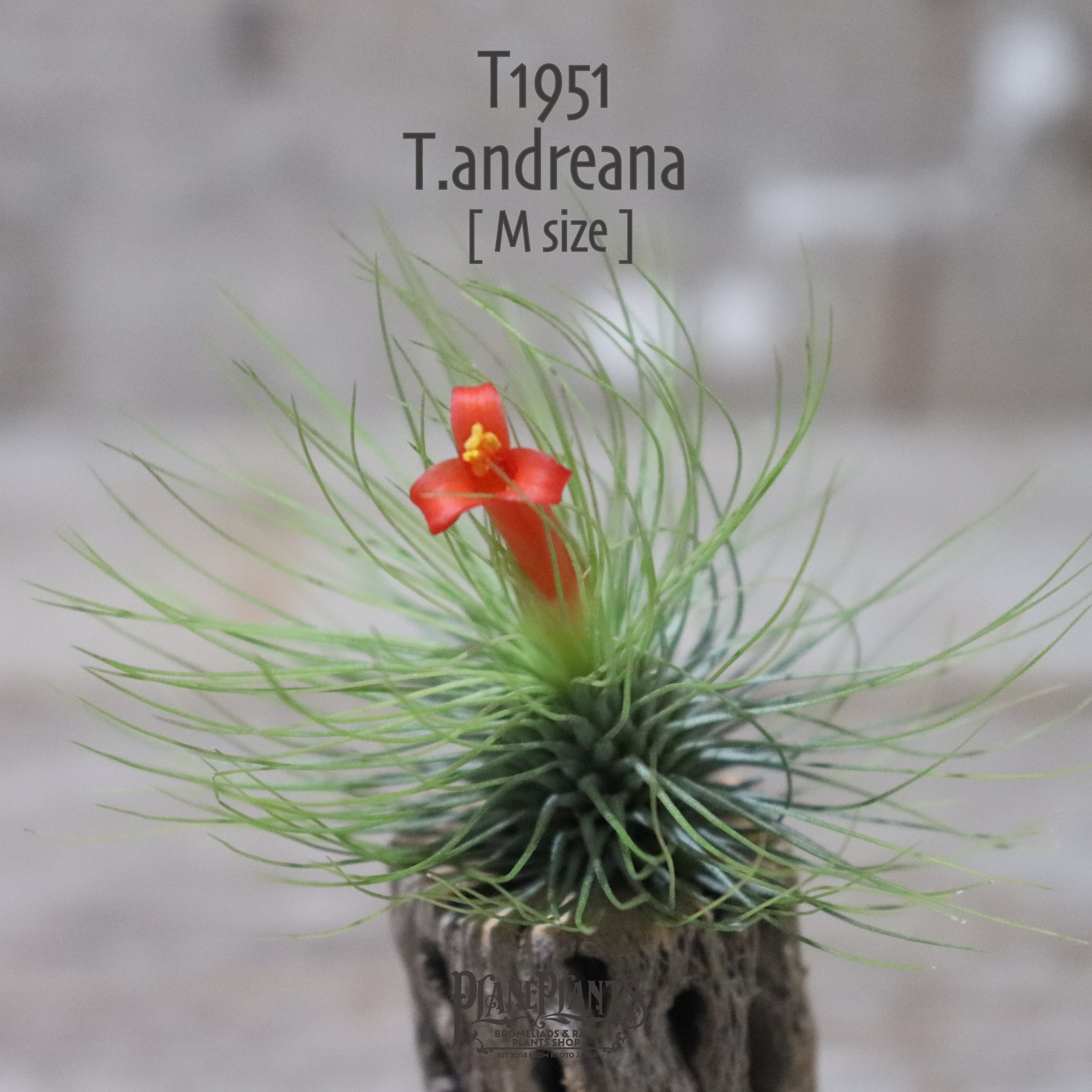 【送料無料】アンドレアナ M (開花済み)〔エアプランツ〕現品発送T1951