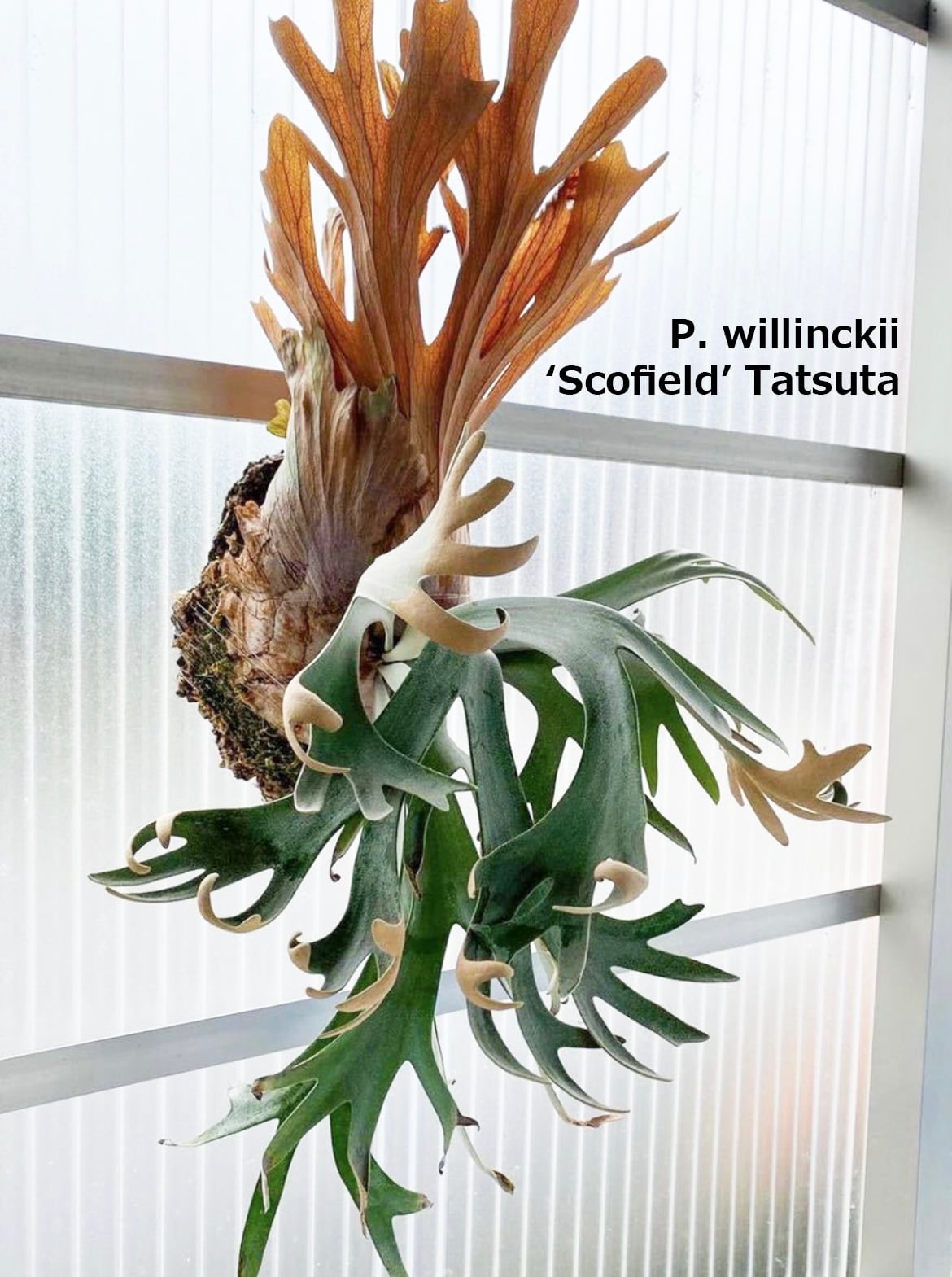 Platycerium_ビカクシダ | vandaka plants