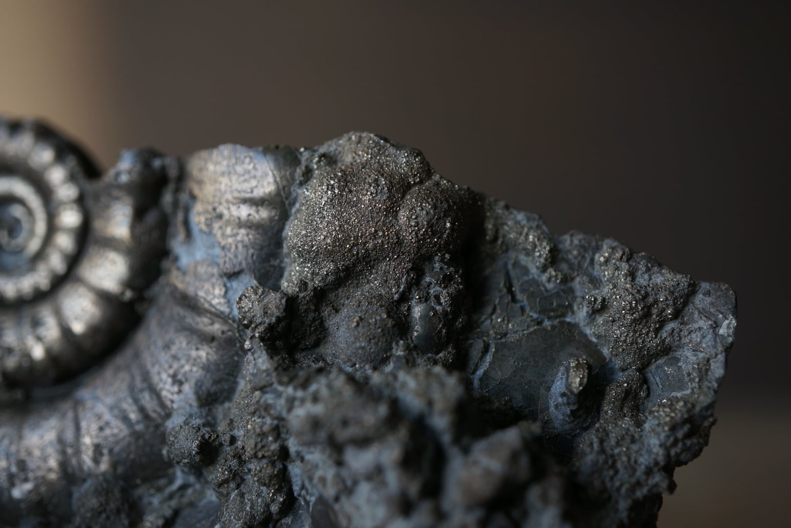 イギリス産黄鉄鉱化アンモナイト Pyritized Ammonite 1895 | 叙景 jokei