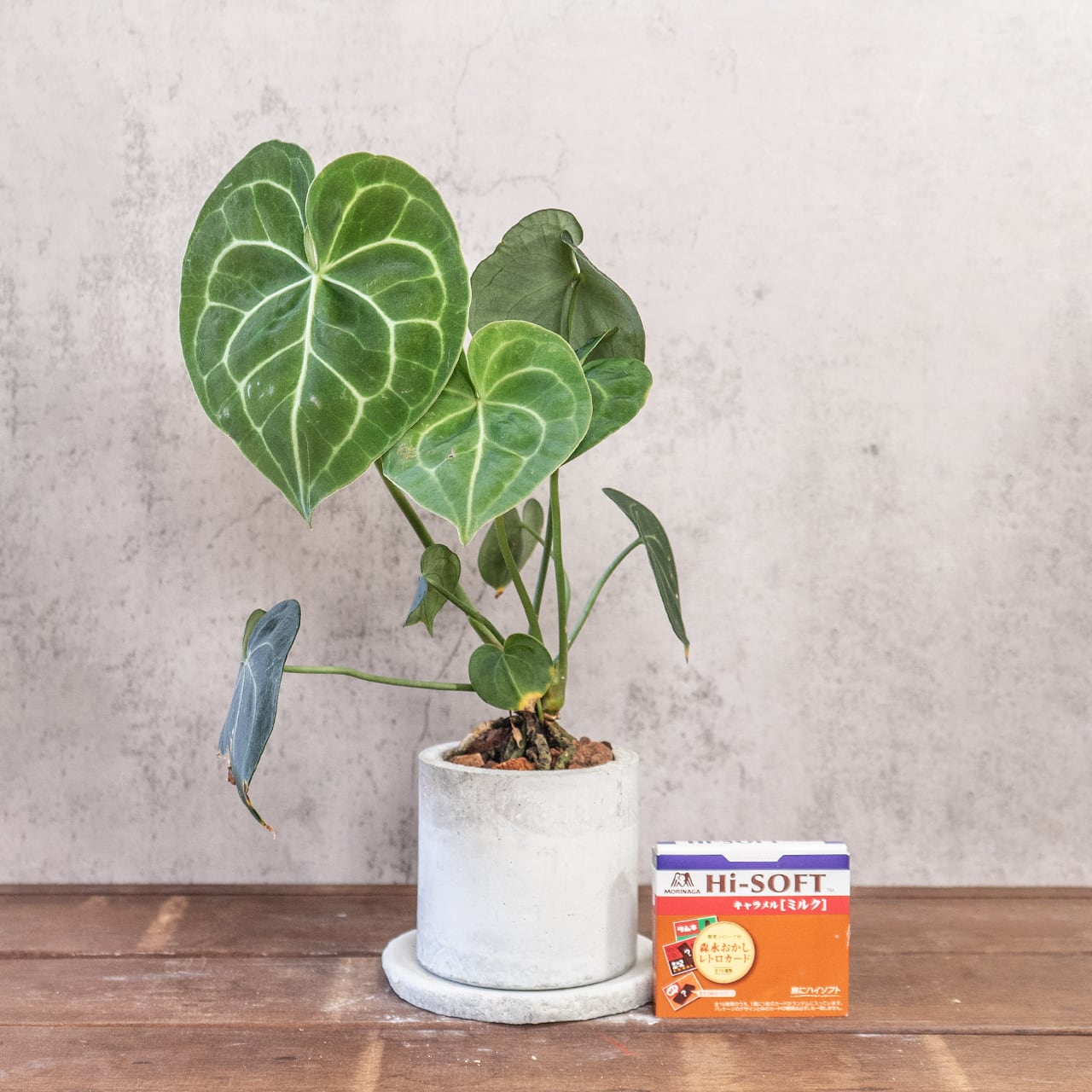 アンスリウム・クリスタリナム|白い葉脈が美しいベルベットリーフ【手作りモルタル鉢】