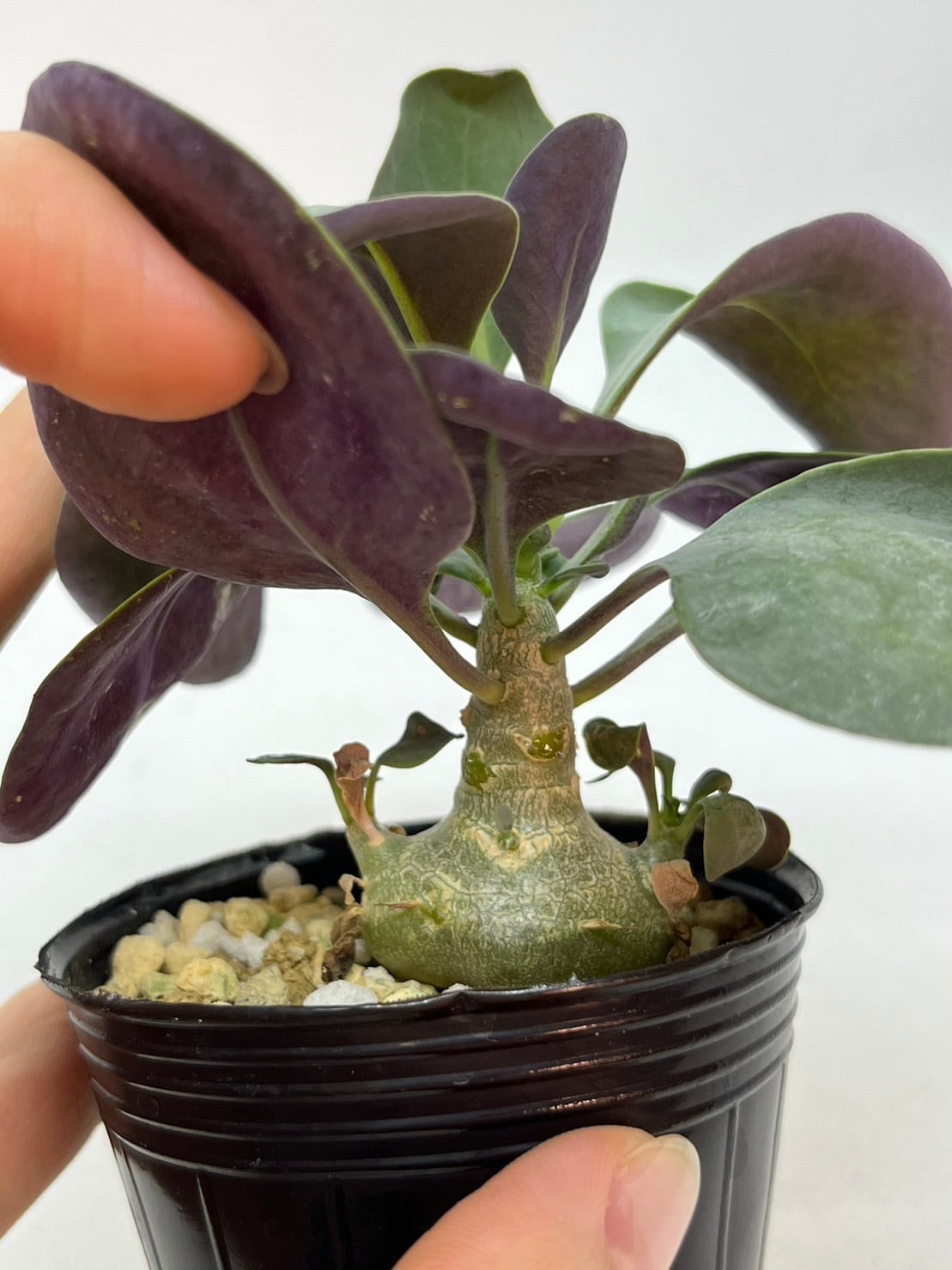 オトンナ レピドカウリス 実生株 塊根植物