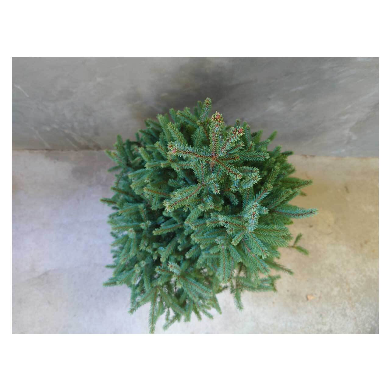 Picea glauca 'ekini gold' | Seeding