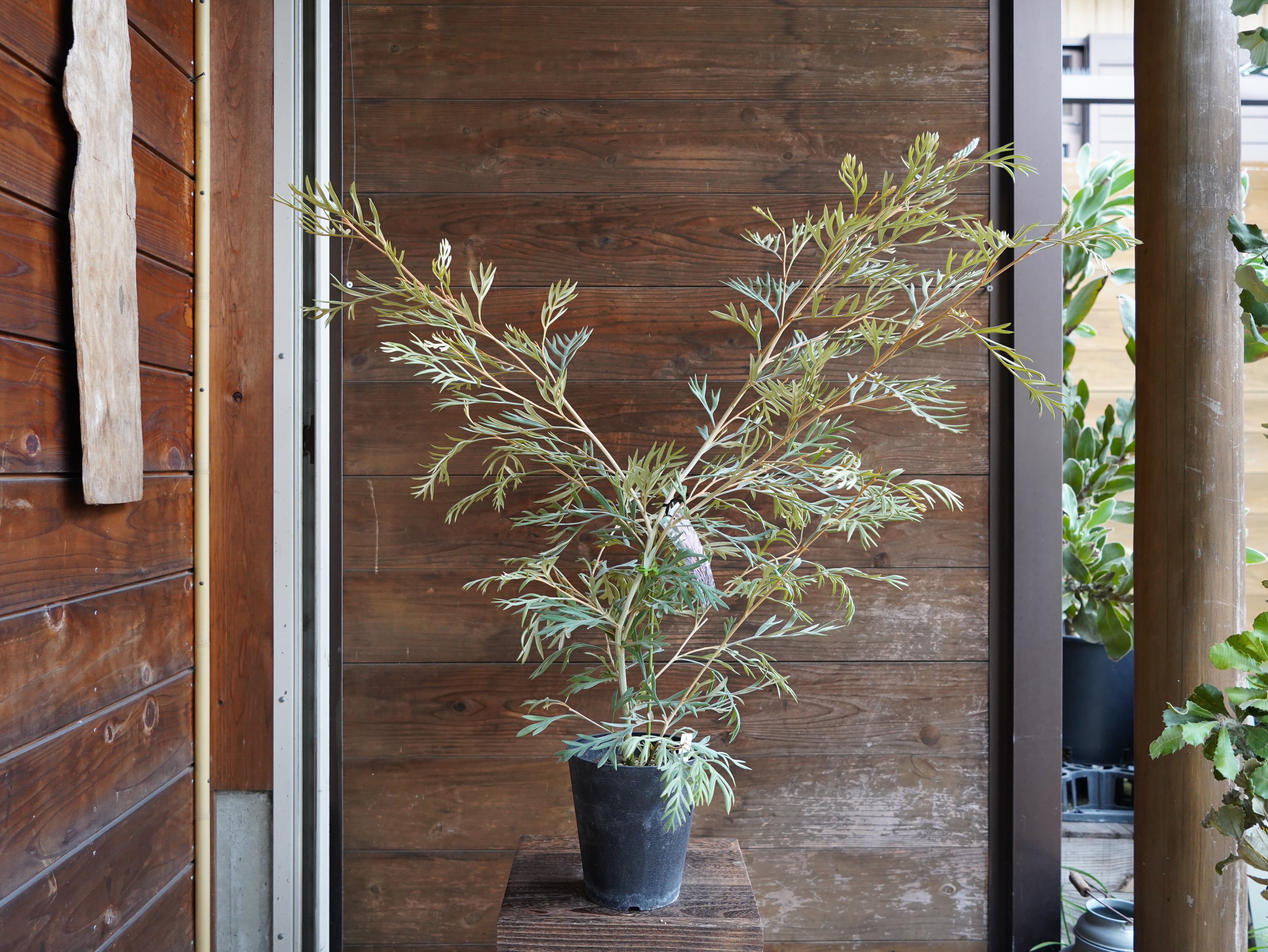 【現物】グレビレア　”ドーンパープル”　A