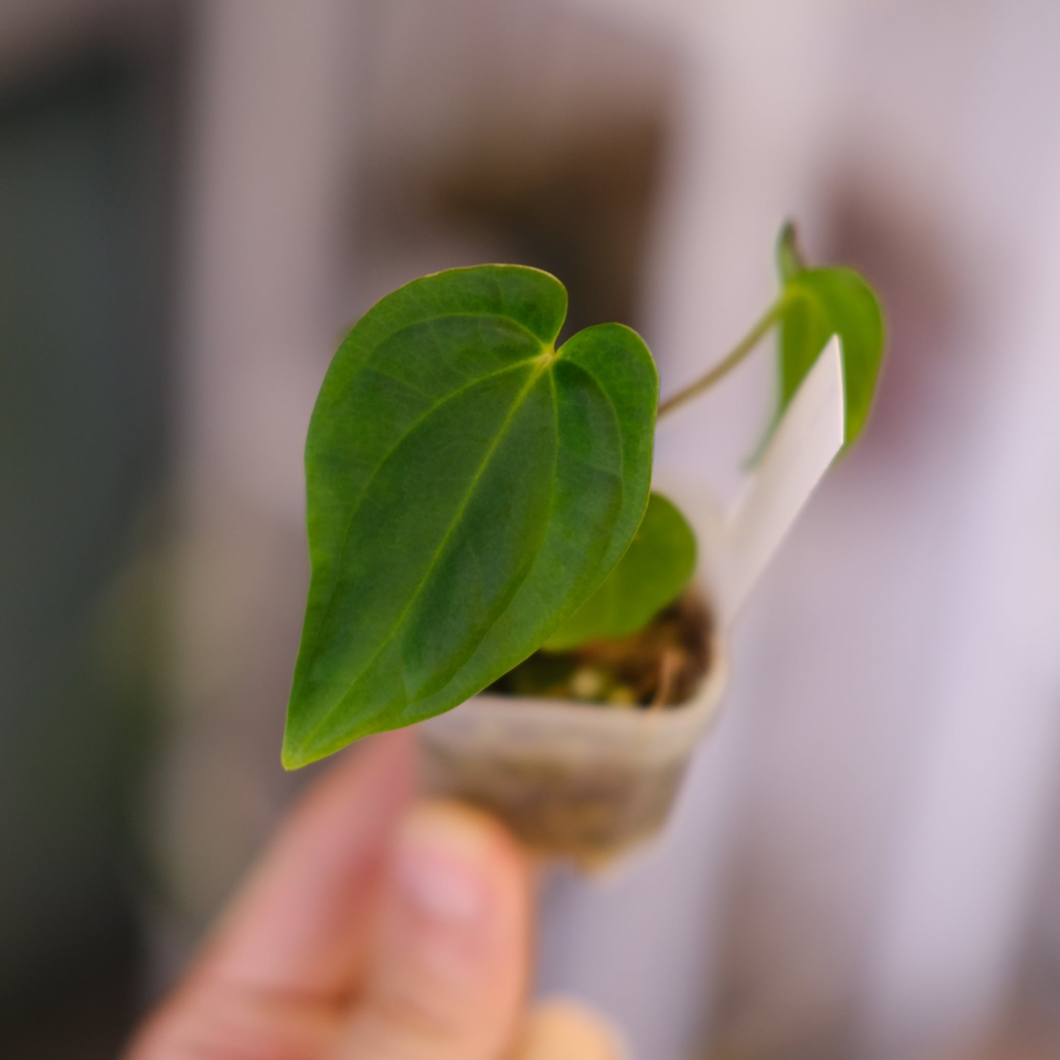 特選アンスリウム / Premium Anthurium | tokyoplants (トーキョー
