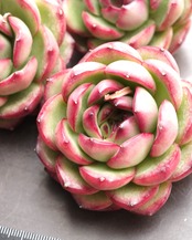 カット苗 モンブラン Echeveria 'Mont Blanc'