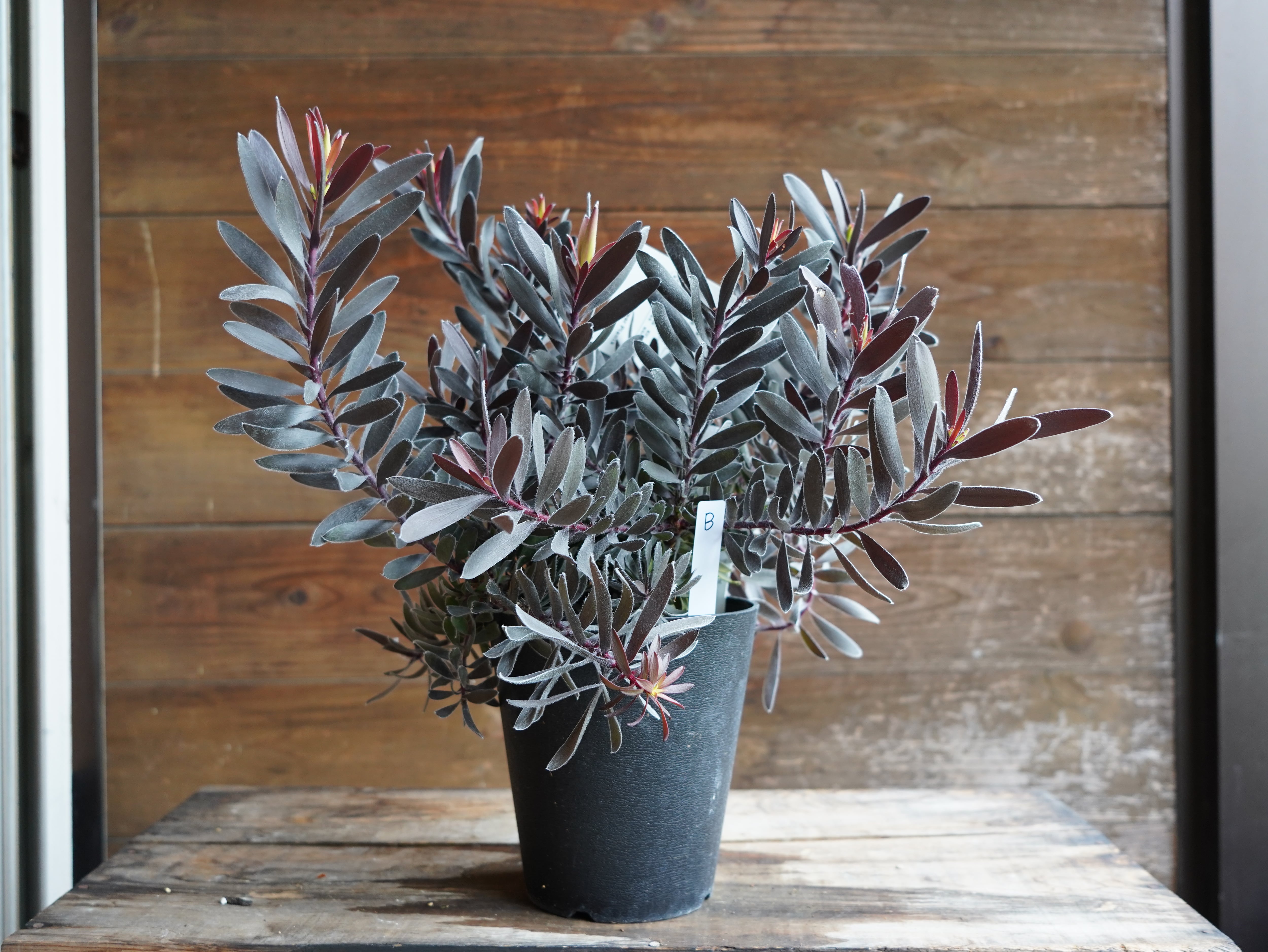 【現物】リューカデンドロン　”デュリフ”　B