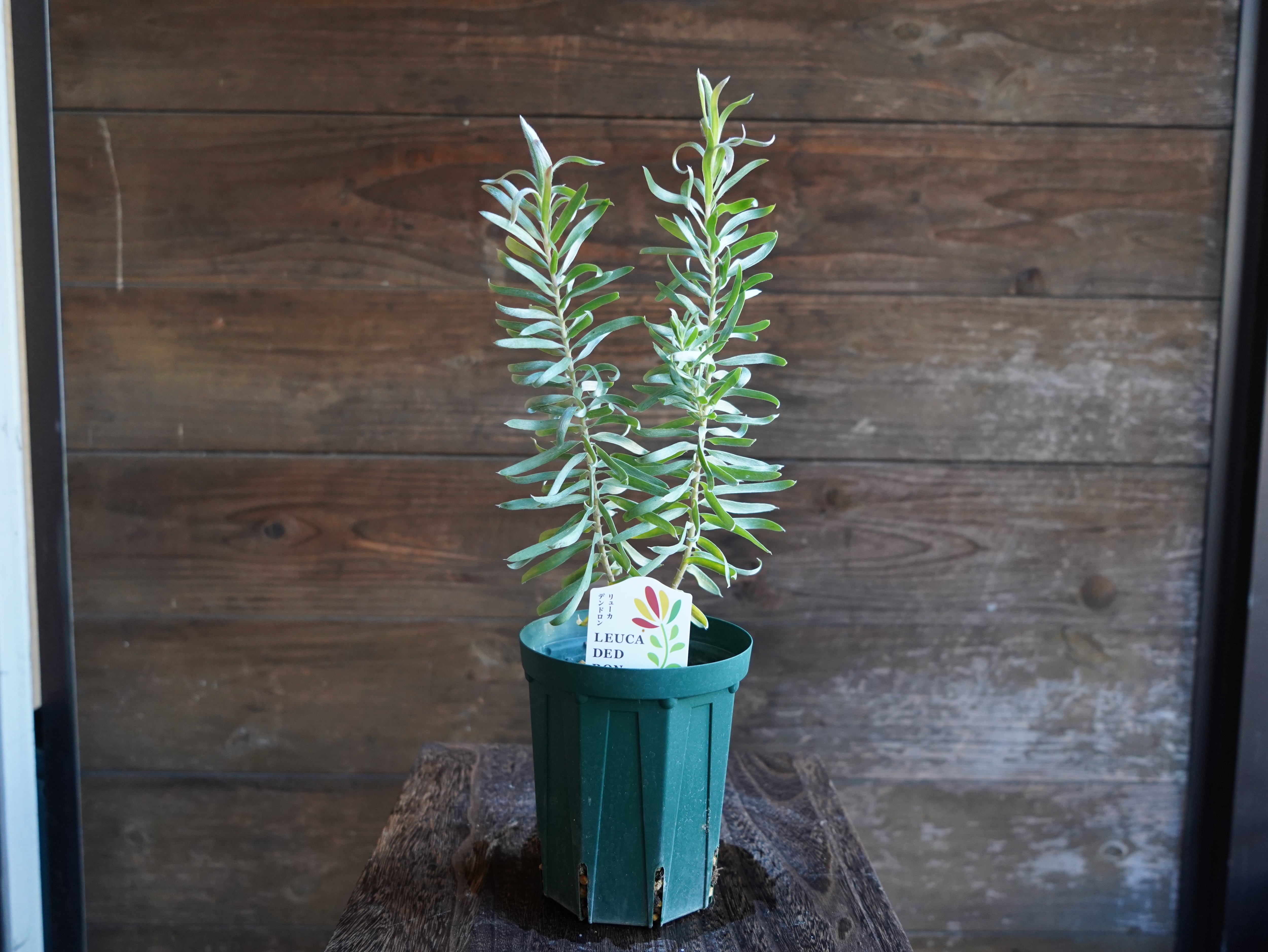 リューカデンドロン　”Gypsy Silver”